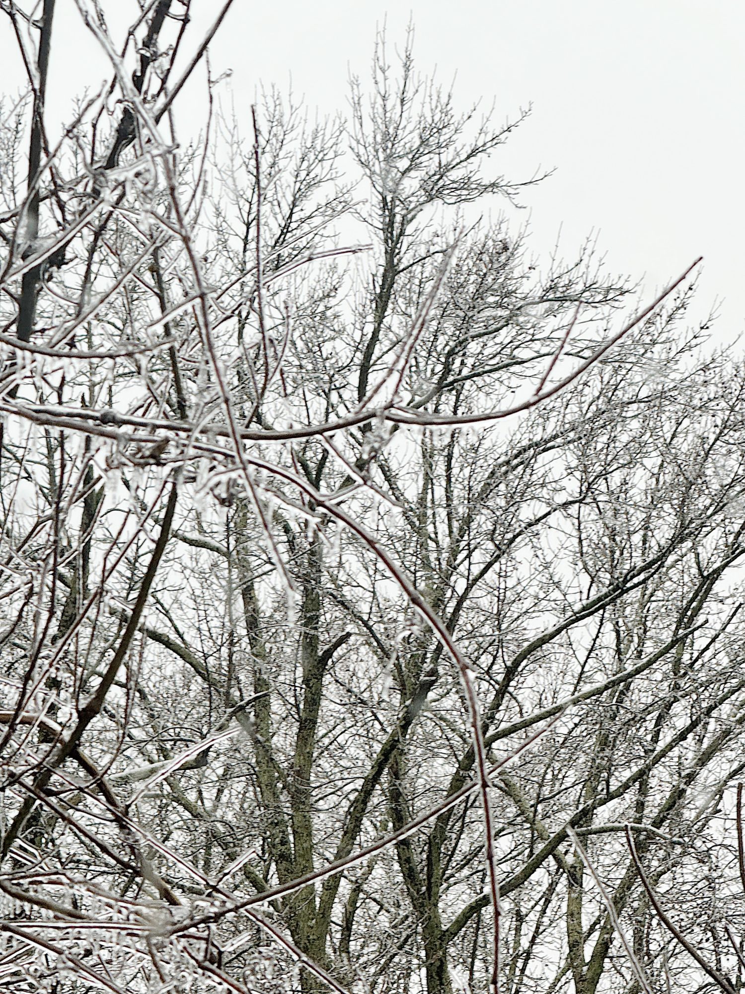 Bare tree branches covered with ice against a gray sky, creating a wintery scene.