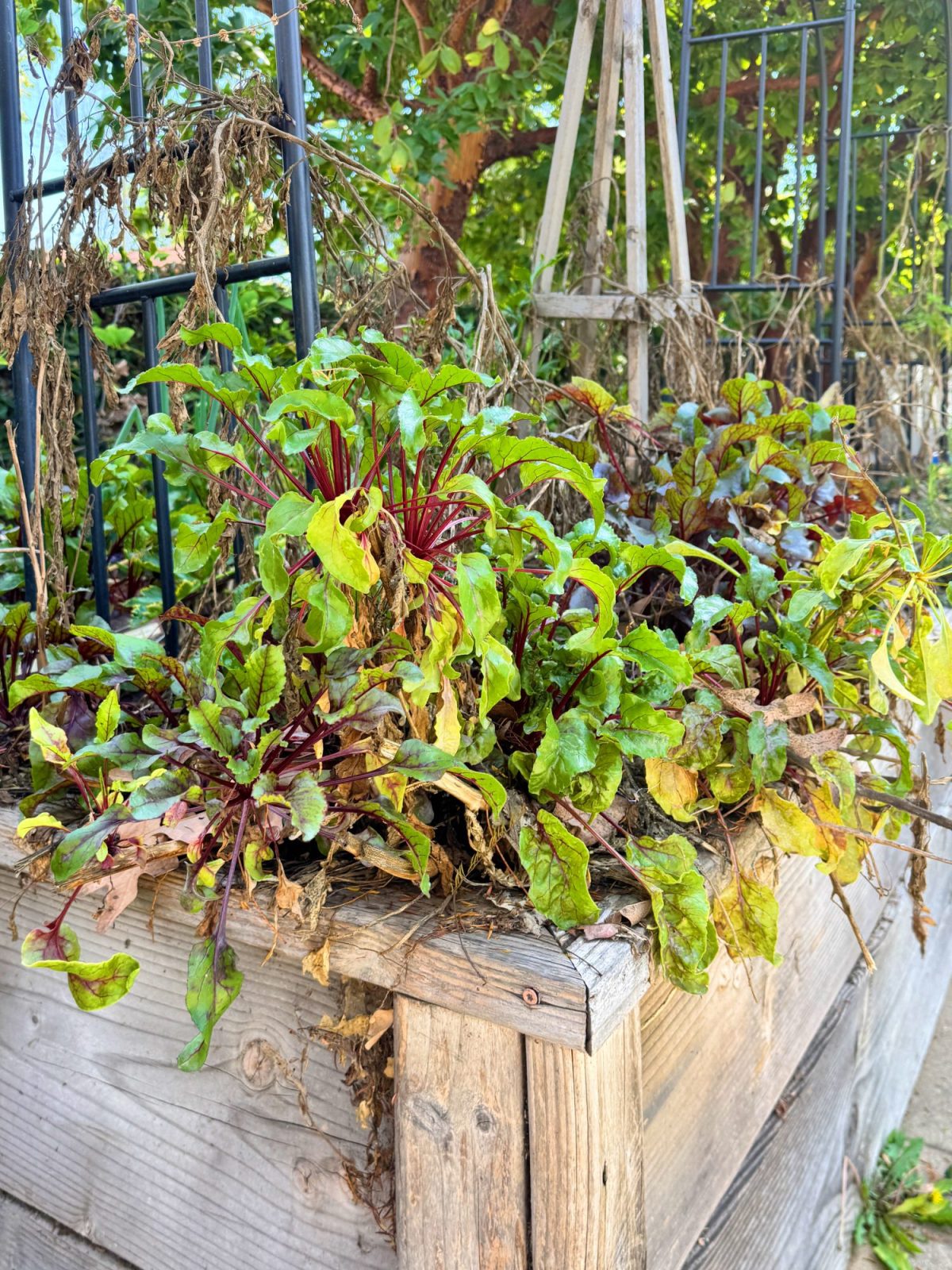 A wooden planter box filled with leafy green and red plants sits outdoors under a black metal trellis, with a background of trees and greenery.