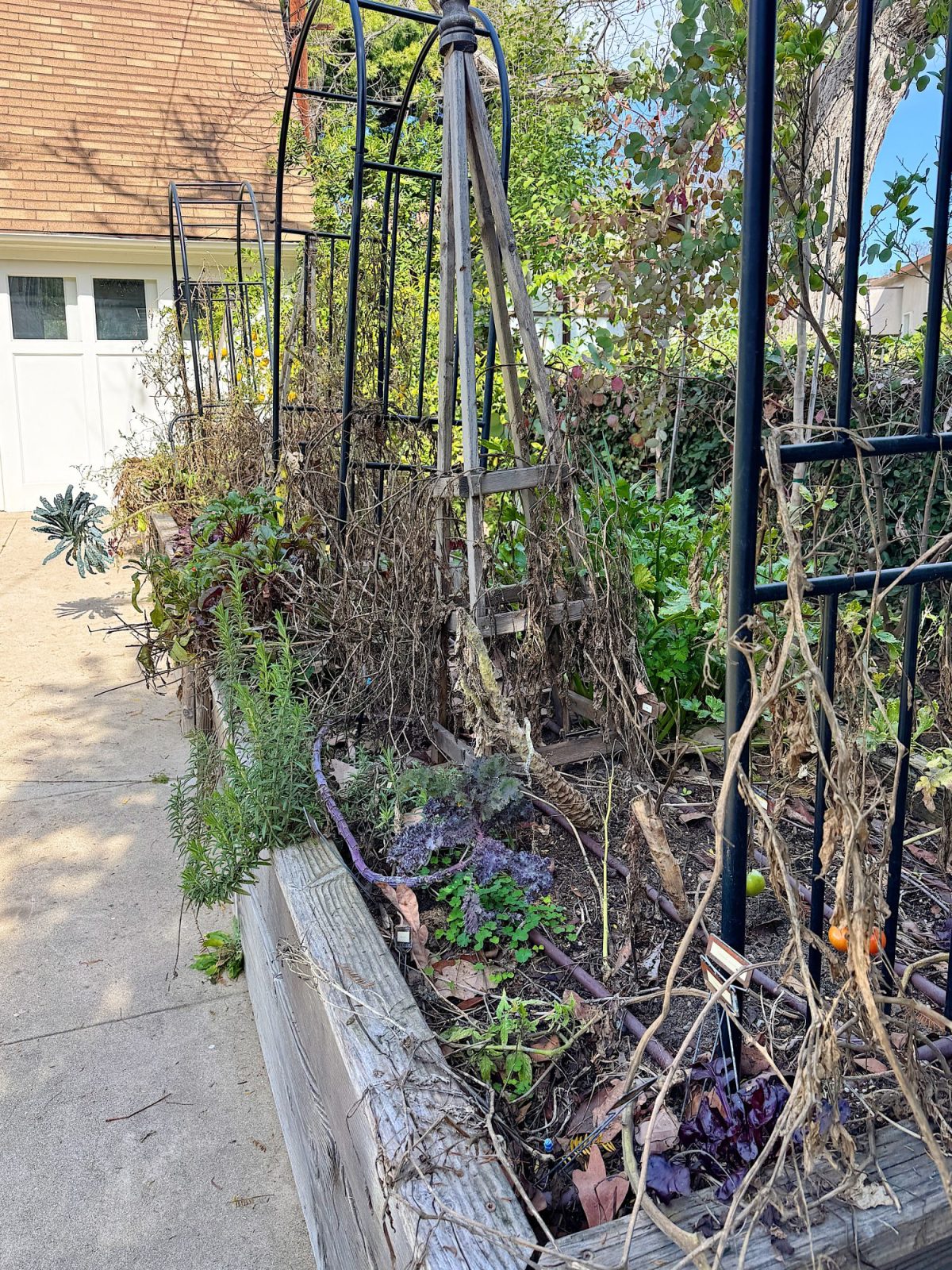 Raised garden beds with metal arches displaying wilted plants and dry leaves, set against a house and a pathway.