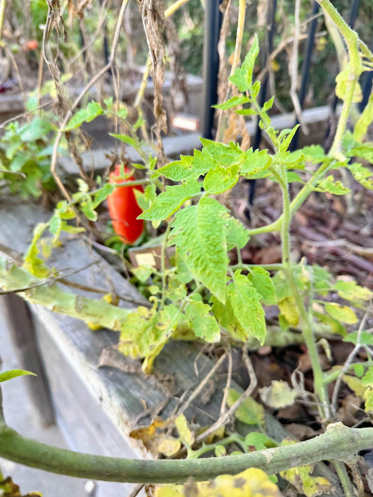 A red chili pepper growing among green leaves in a wooden planter box, with some dry branches in the background.