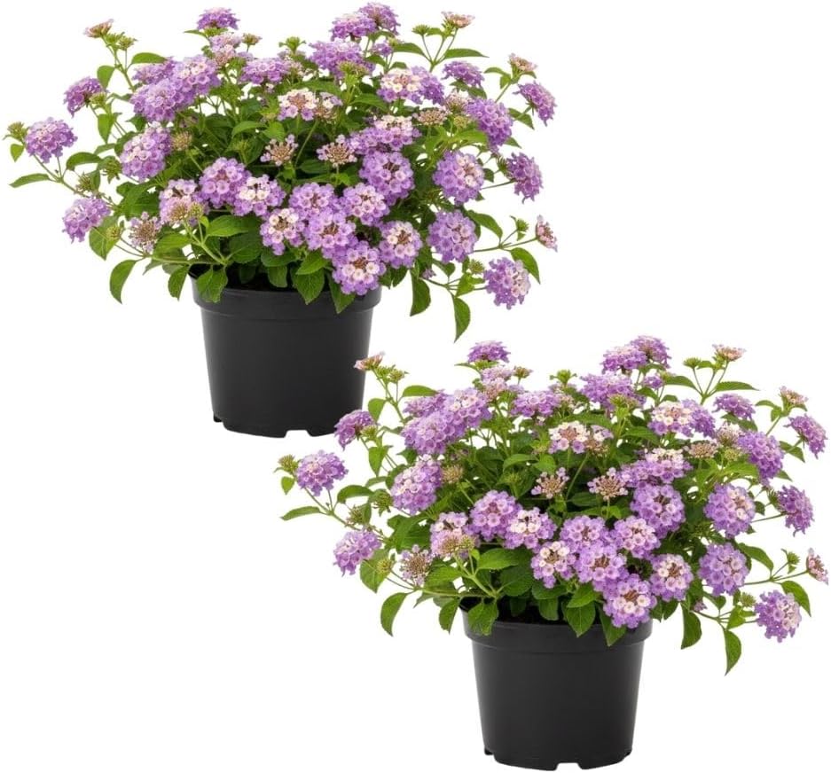 Two black hanging planters contain green-leaved plants with clusters of small purple flowers, set against a white background.