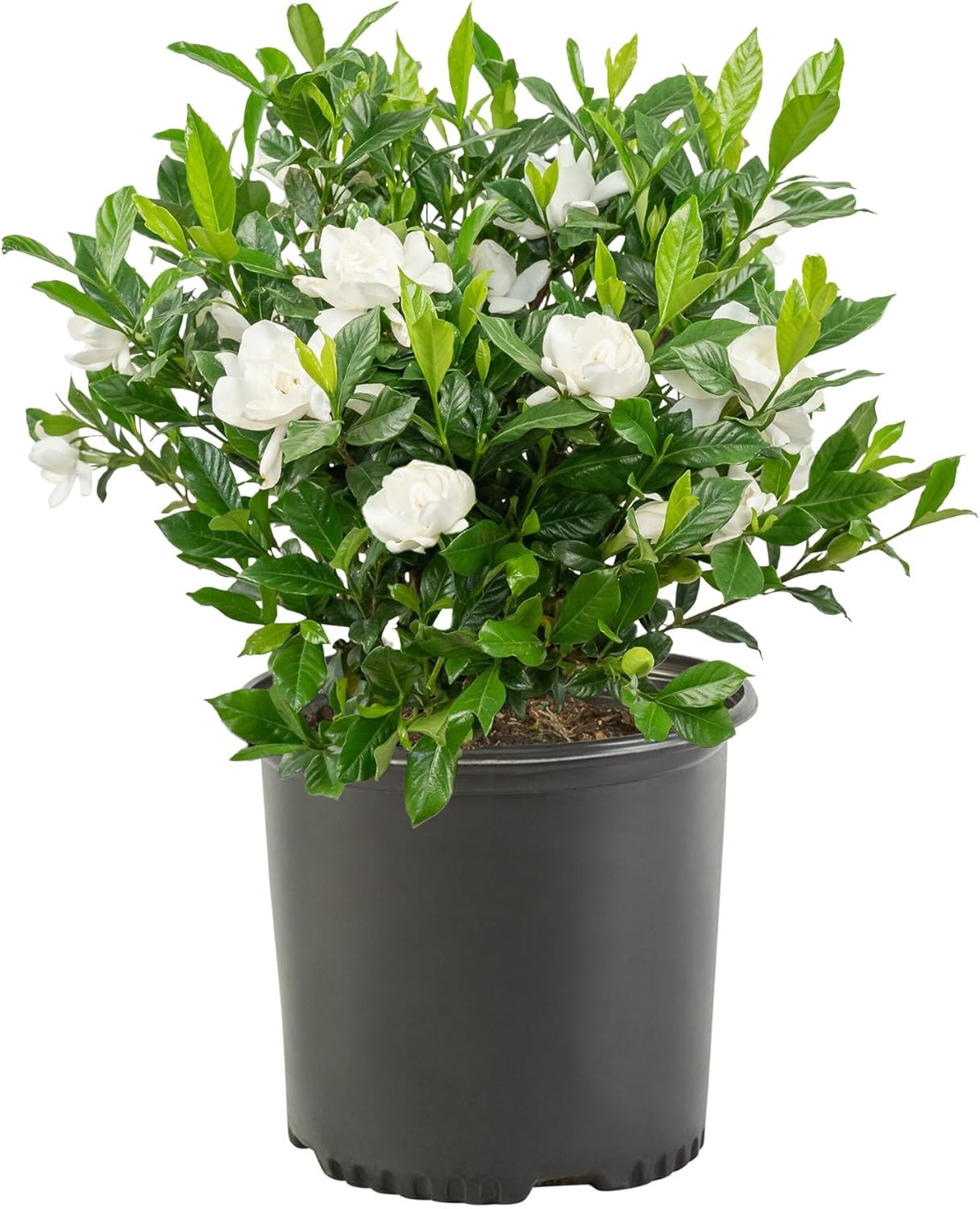 A potted gardenia plant with glossy green leaves and multiple white blooms, perfect for displaying in hanging planters or on a tabletop in its black plastic container.