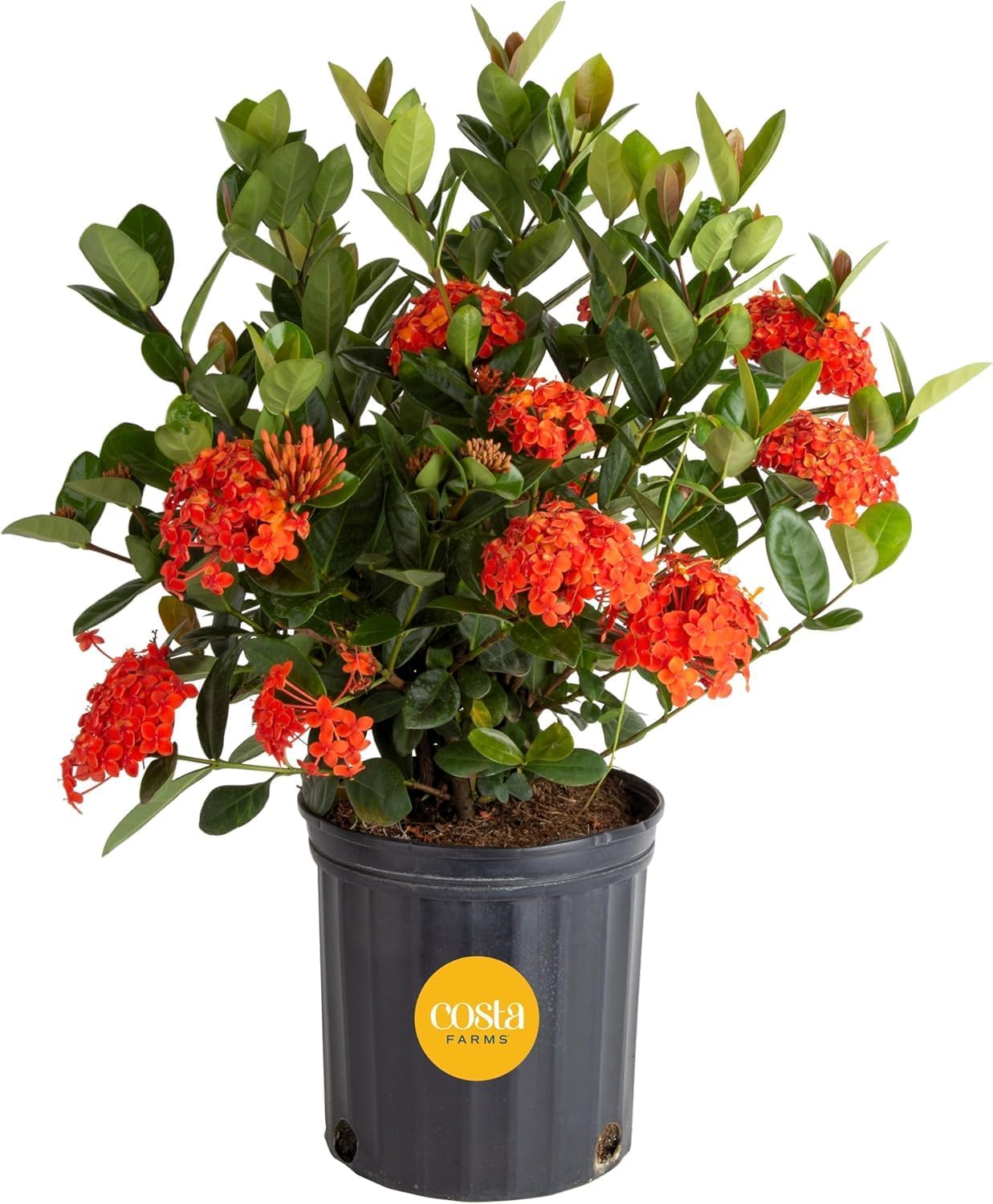 A potted ixora plant with clusters of bright orange flowers and glossy green leaves in a black container labeled "Costa Farms," perfect for adding vibrant color to hanging planters.