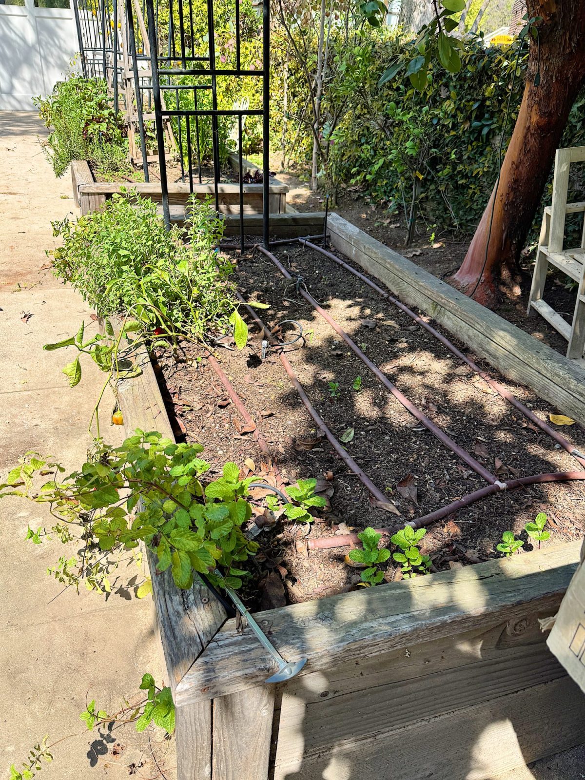A wooden raised garden bed with sparse plants and a drip irrigation system, next to a pathway and trellis, under partial shade from a nearby tree.