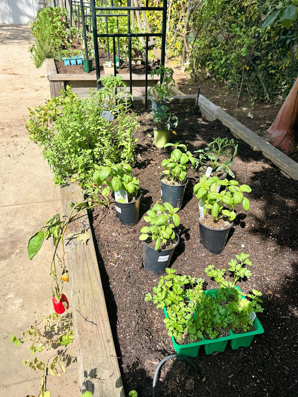 A garden bed with various potted plants and herbs, including basil and parsley, in a sunny outdoor setting.