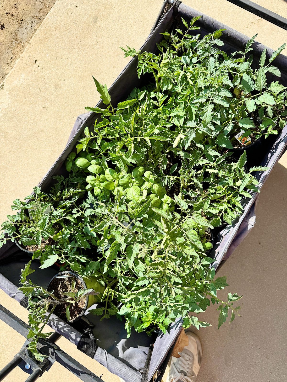 A wagon filled with potted tomato and basil plants on a concrete surface.