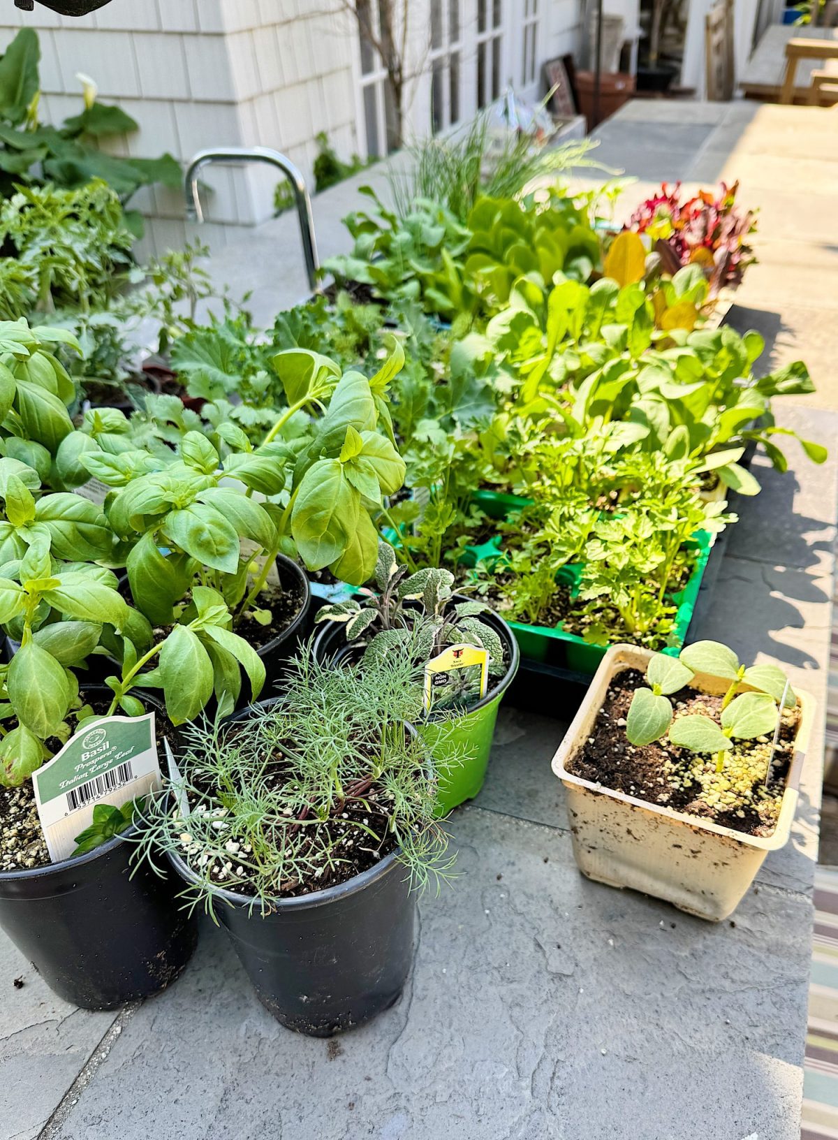 A variety of potted herbs and leafy greens on a table outdoors, including basil, dill, and lettuce.