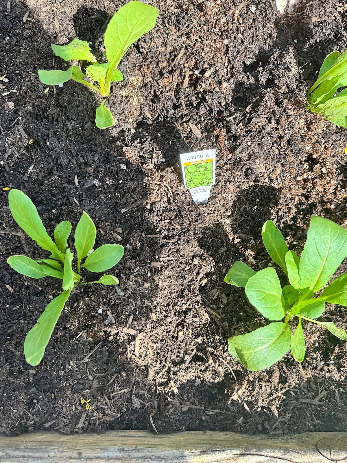 Four young arugula plants growing in rich, dark soil, with a labeled marker in the middle identifying them.