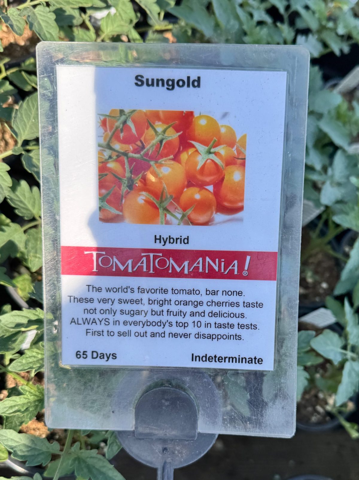 Sign displaying information about Sungold Hybrid tomatoes, describing them as sweet, bright orange cherries with a 65-day growing period and indeterminate variety.