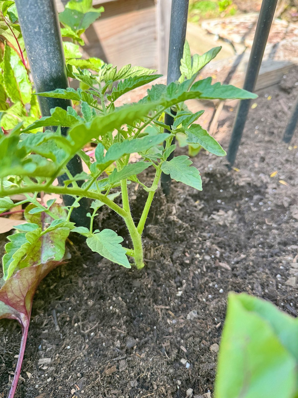 Young tomato plant with green leaves growing in soil near metal bars.