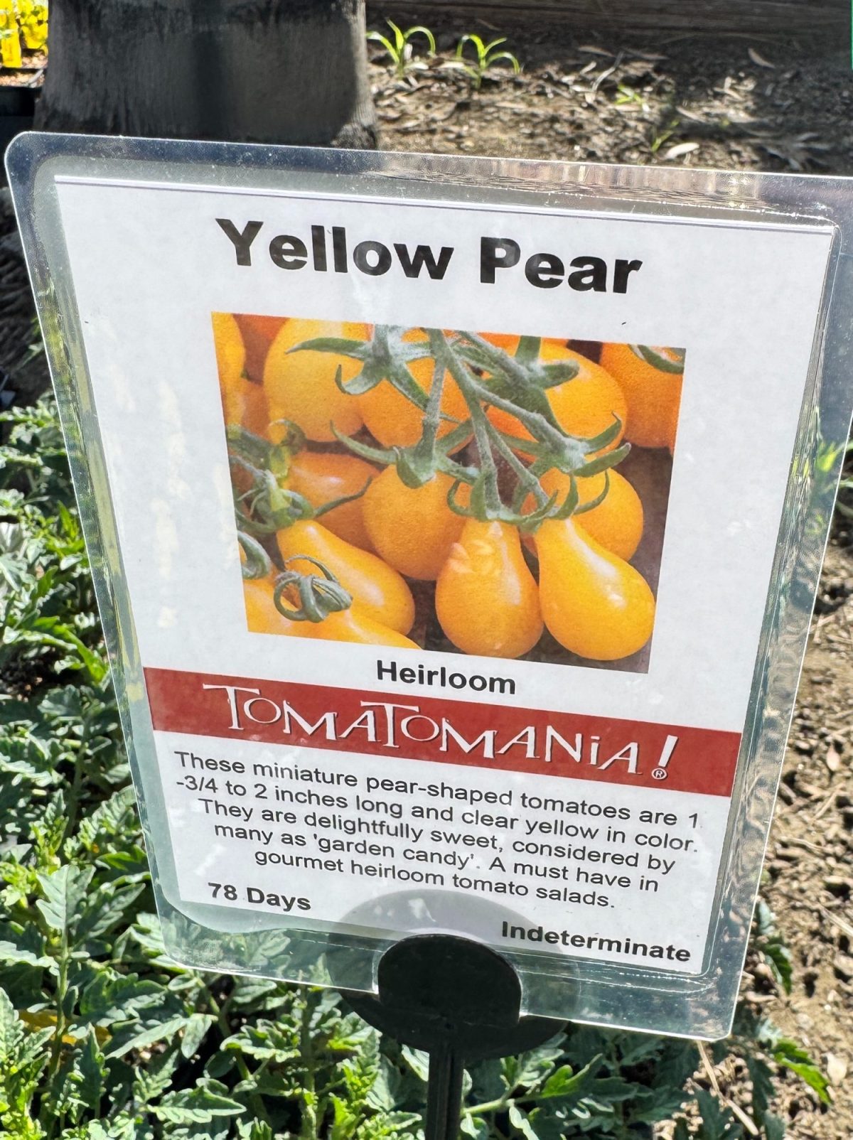 Sign displaying "Yellow Pear" heirloom tomatoes with image and description, highlighting their sweet flavor and use in gourmet salads.