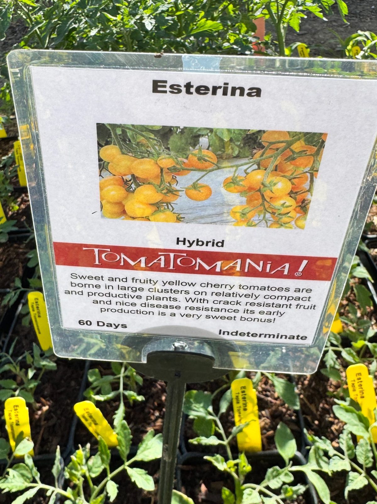 Sign for Esterina hybrid cherry tomatoes highlights features: compact growth, disease resistance, early production, and sweet, fruity yellow clusters. Plants with labeled yellow tags below.