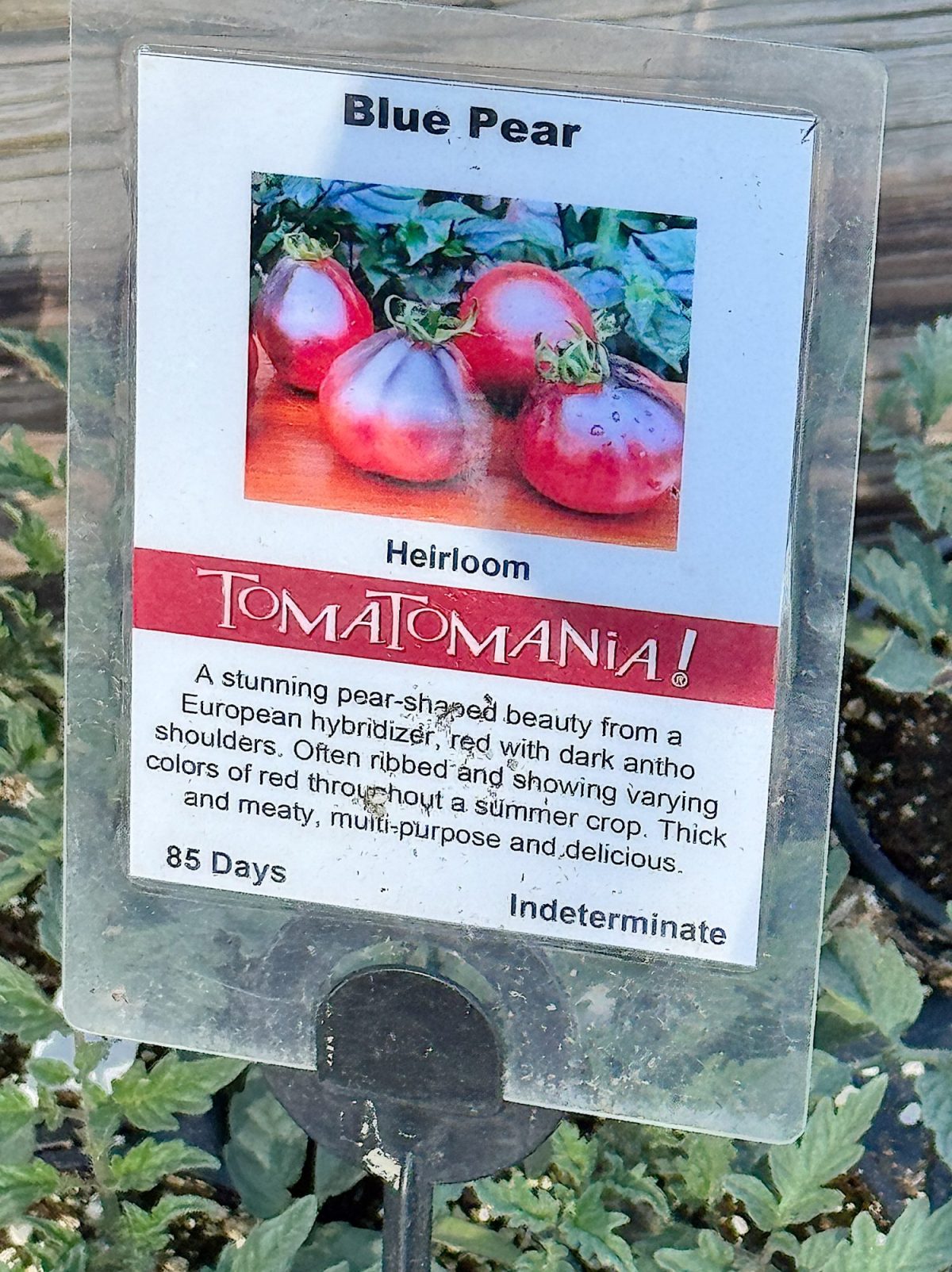 Close-up of a label for "Blue Pear" tomatoes, featuring an image of the tomatoes. The label describes them as heirloom, with dark antho shoulders, red through, multi-purpose, and delicious.