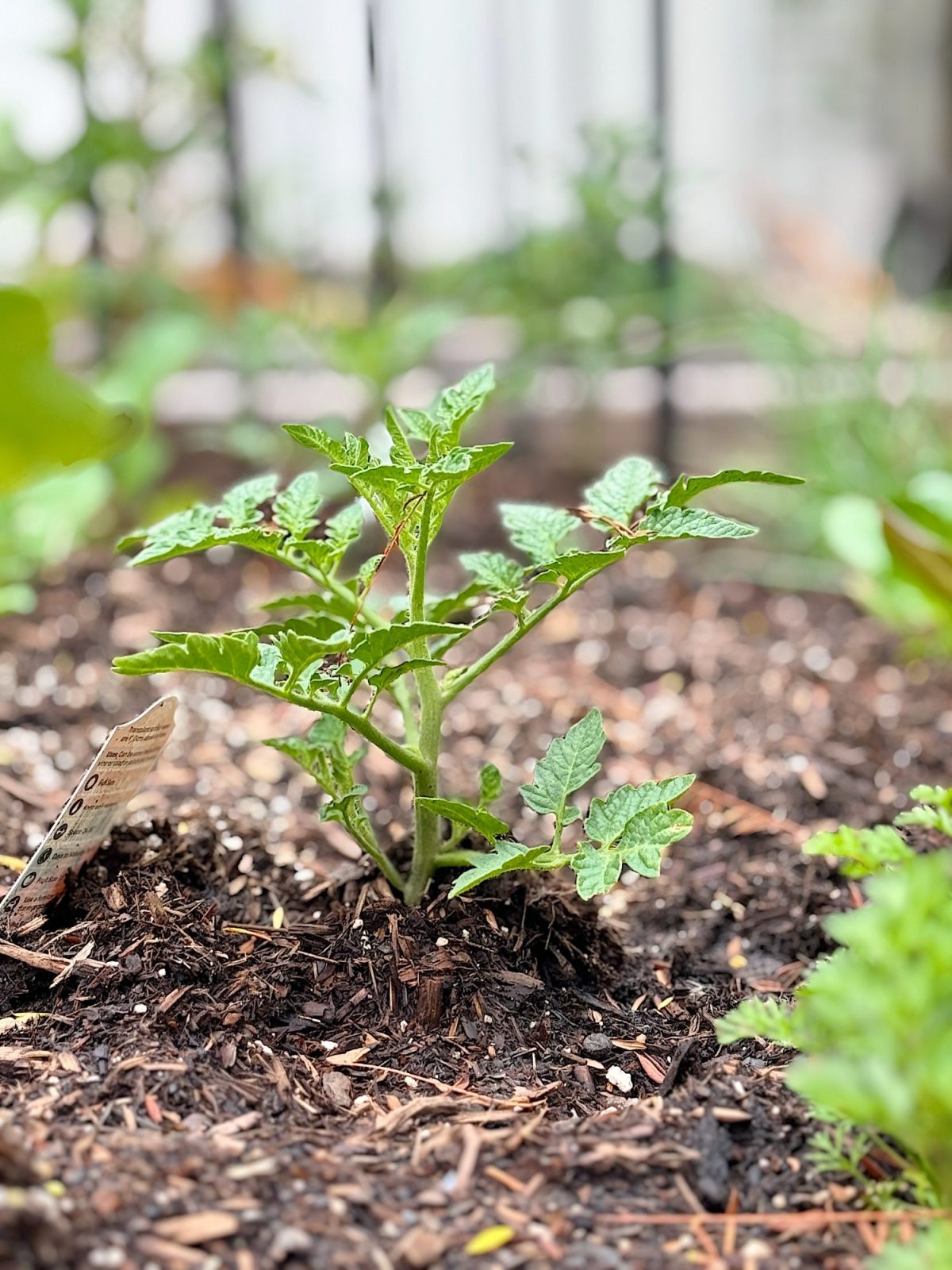 A small tomato plant with green leaves growing in garden soil, surrounded by other plants and a seedling label.