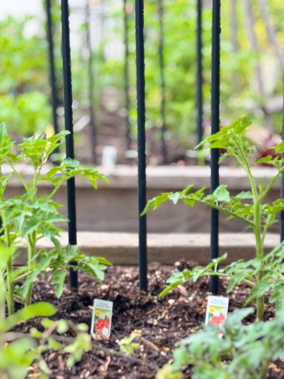 Tomato plants growing in soil with metal stakes for support and small labels indicating the plant type.