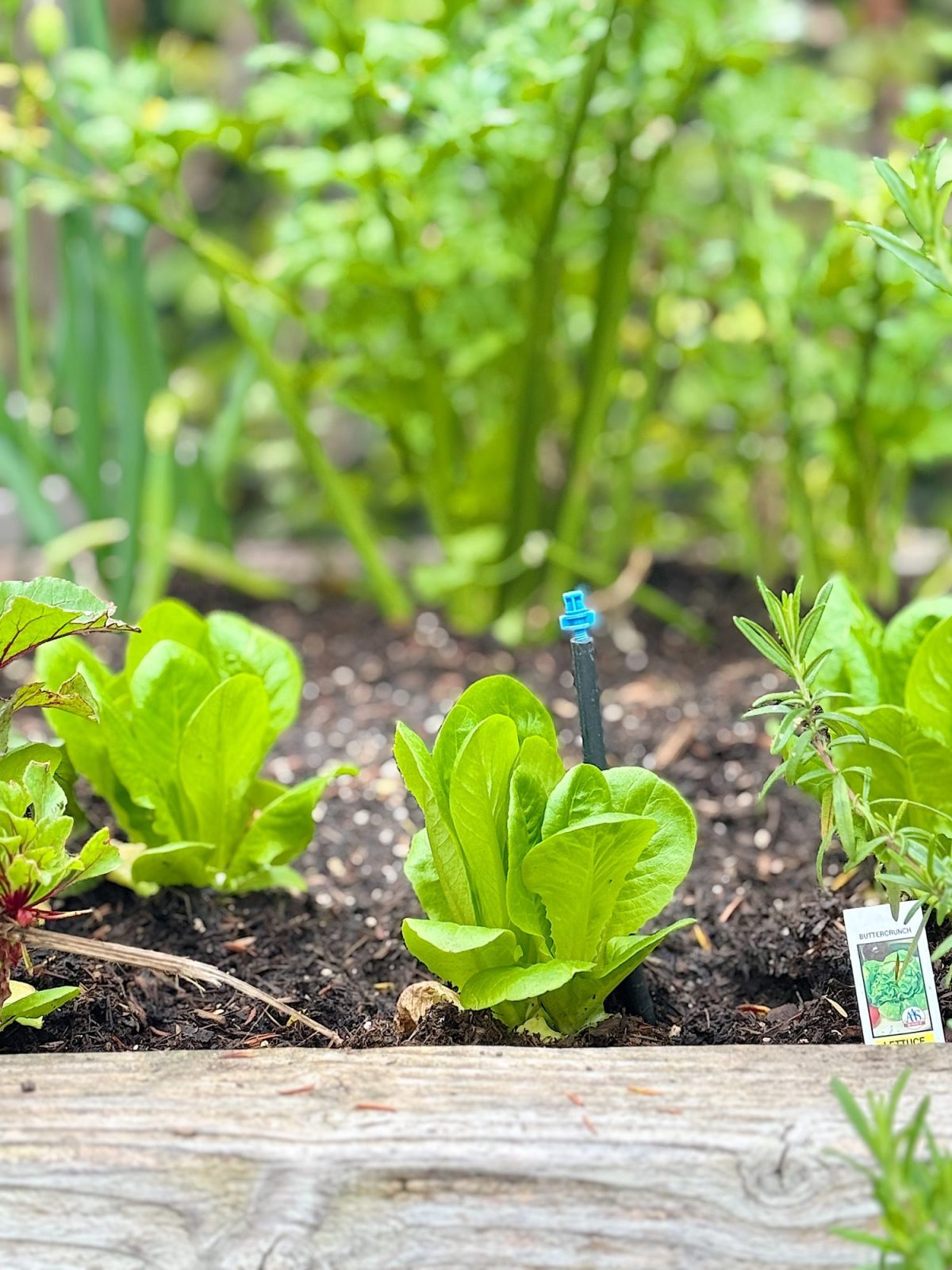 Lettuce plants growing in a garden bed with a drip irrigation system. Green leafy vegetables and a plant marker are visible.