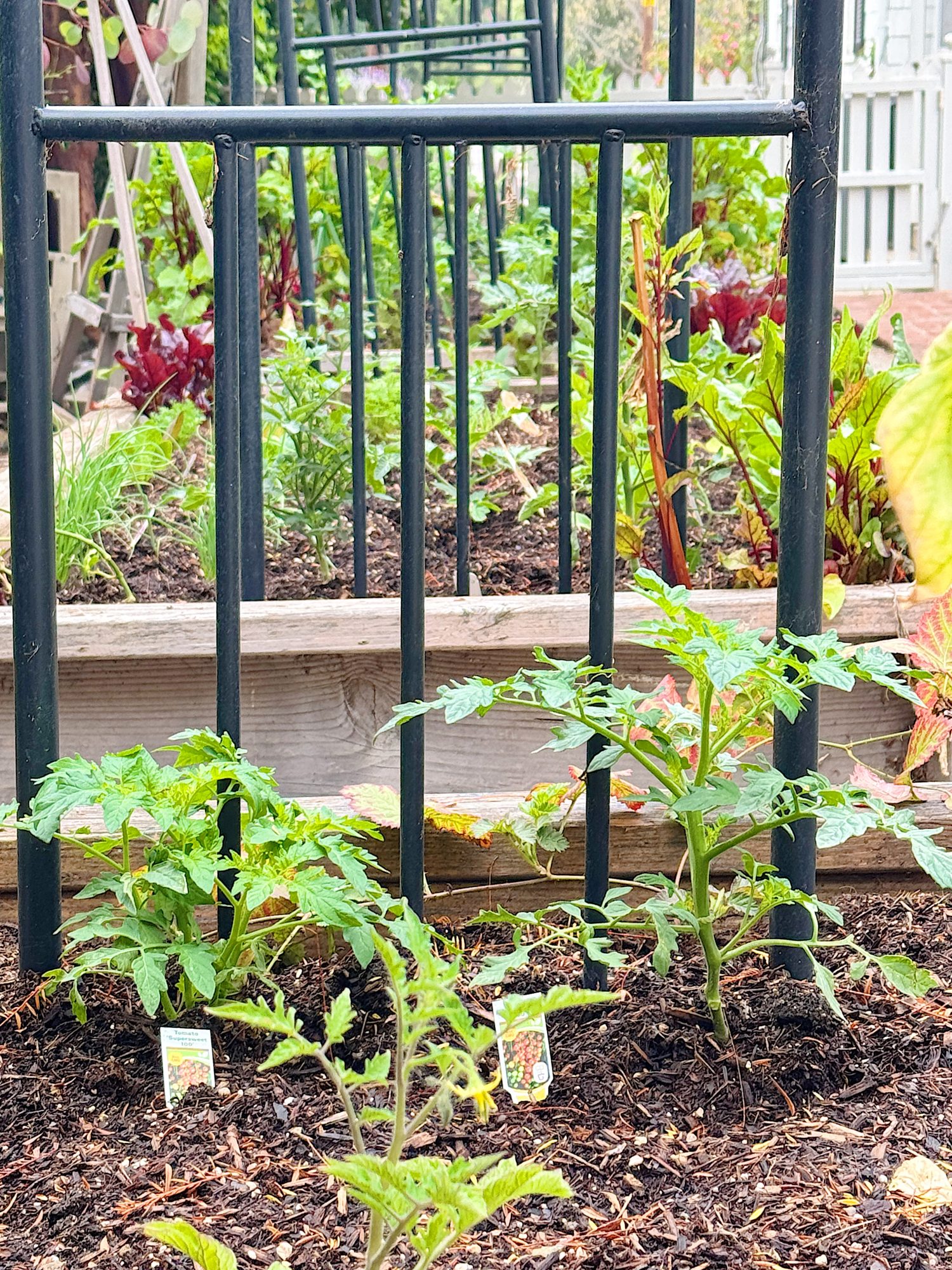 Young tomato plants growing in a garden bed supported by black metal trellises, with leafy greens visible in the background.