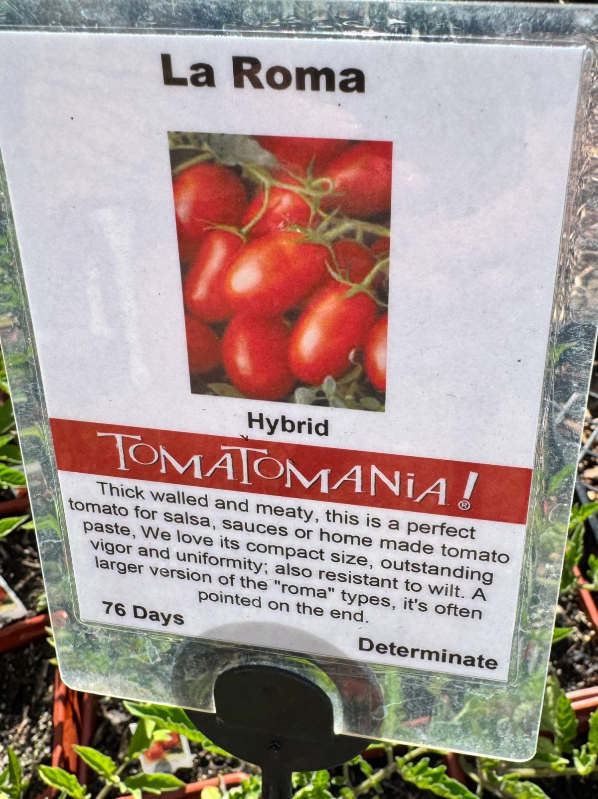 A sign for "La Roma" tomatoes features an image of the tomatoes and text detailing their hybrid status, ideal uses, growth time of 76 days, and resistance to wilt.