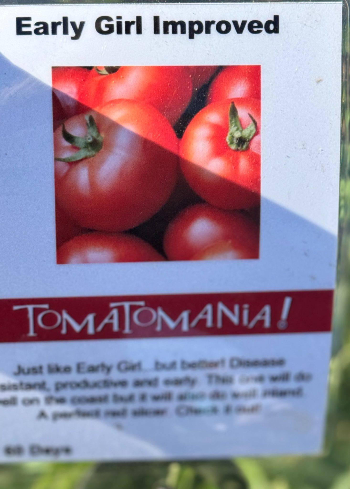 Seed packet for "Early Girl Improved" tomatoes, featuring a close-up image of red tomatoes and text describing the plant's characteristics and benefits.