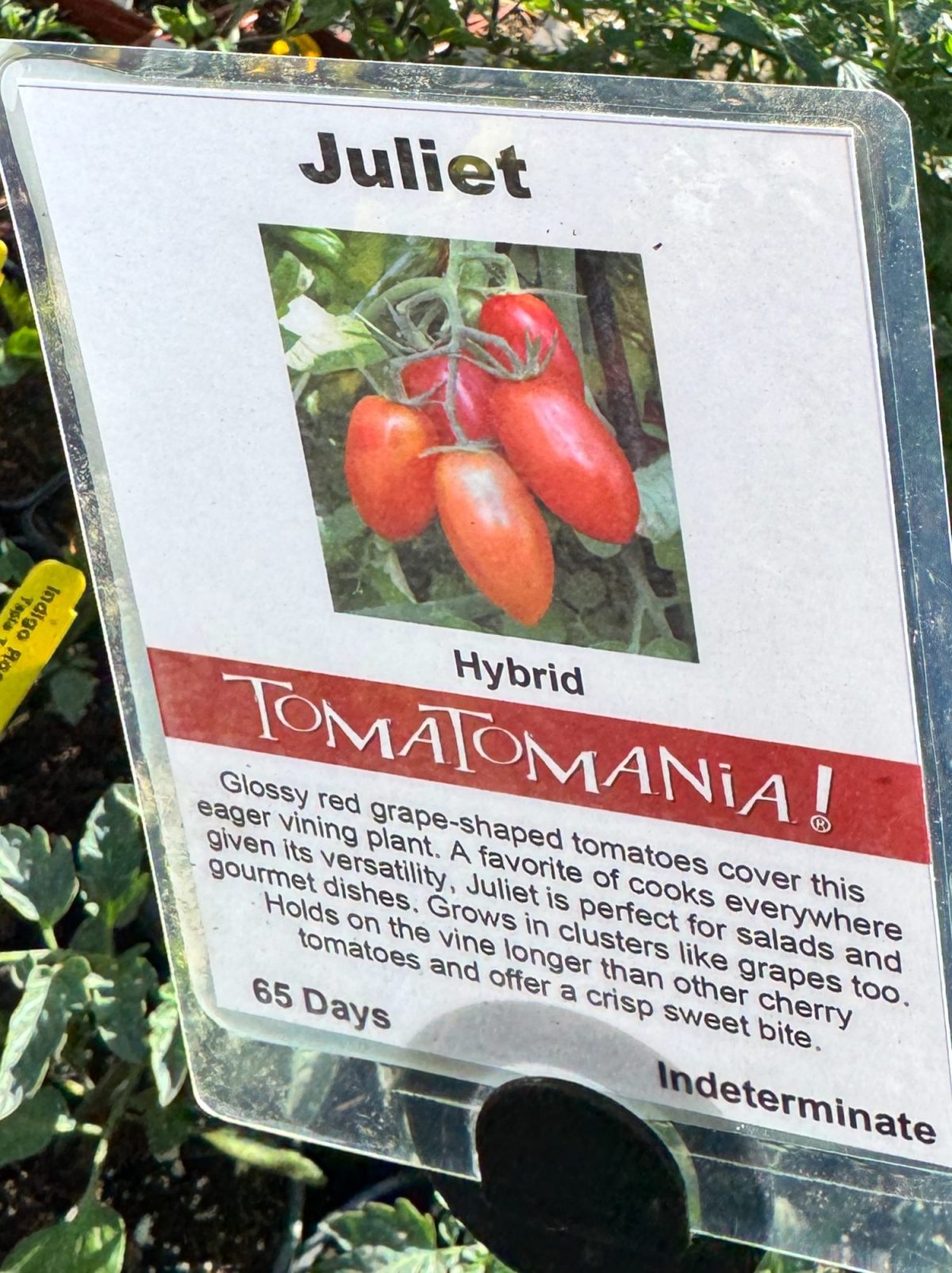 Sign displaying information about 'Juliet' hybrid tomatoes, detailing their glossy red appearance, uses in cooking, and growth habits. Part of the 'Tomatomania!' series.