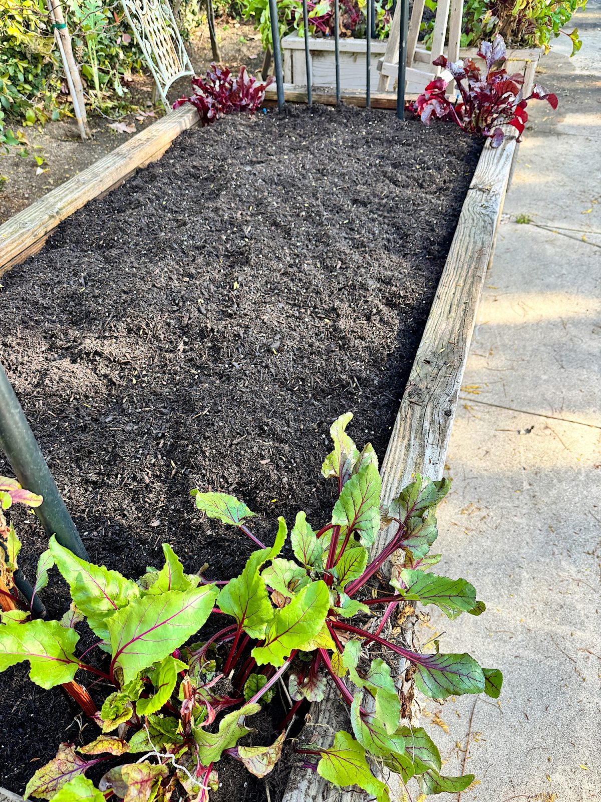 A raised garden bed with dark soil, surrounded by beet plants with green and red leaves, on a concrete surface.