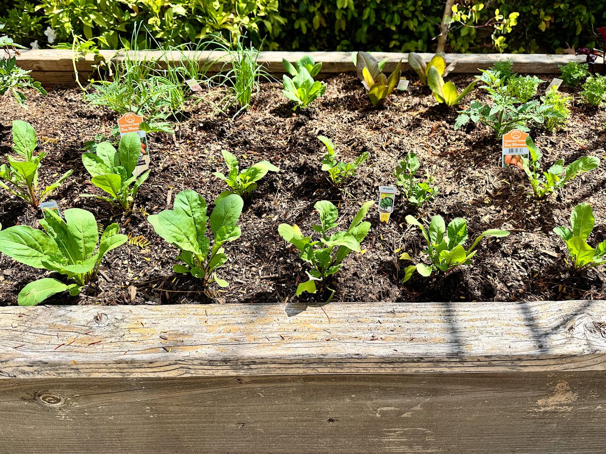 A raised garden bed with young leafy green plants and soil, surrounded by a wooden frame. Plant markers are visible in the soil.
