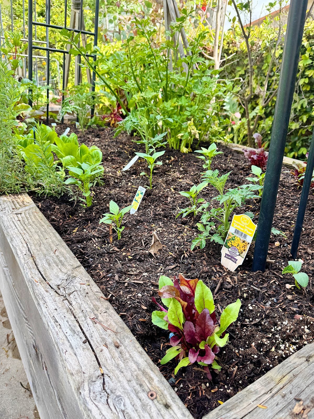 A raised garden bed with various herbs and leafy greens, including lettuce. Plant labels are visible. Lush greenery surrounds the garden.