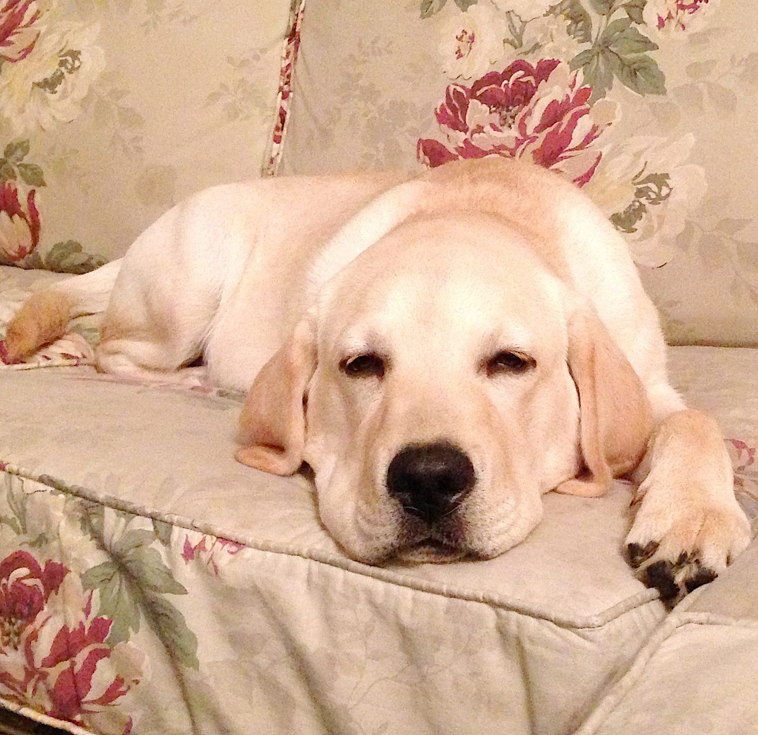 A yellow Labrador is lying down on a floral-patterned sofa, appearing relaxed and content.