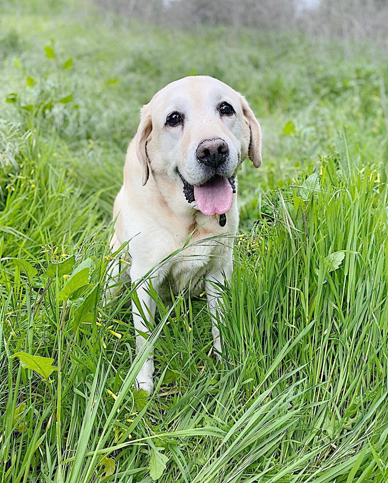 A happy Labrador retriever stands in a lush, green grassy area, mouth open and tongue out.