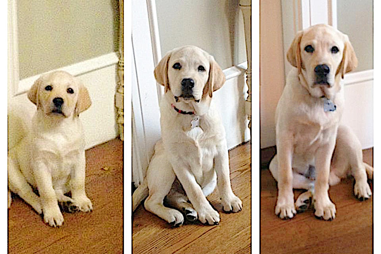Three side-by-side images show a Labrador puppy, increasing in size from left to right, sitting indoors on a wooden floor.