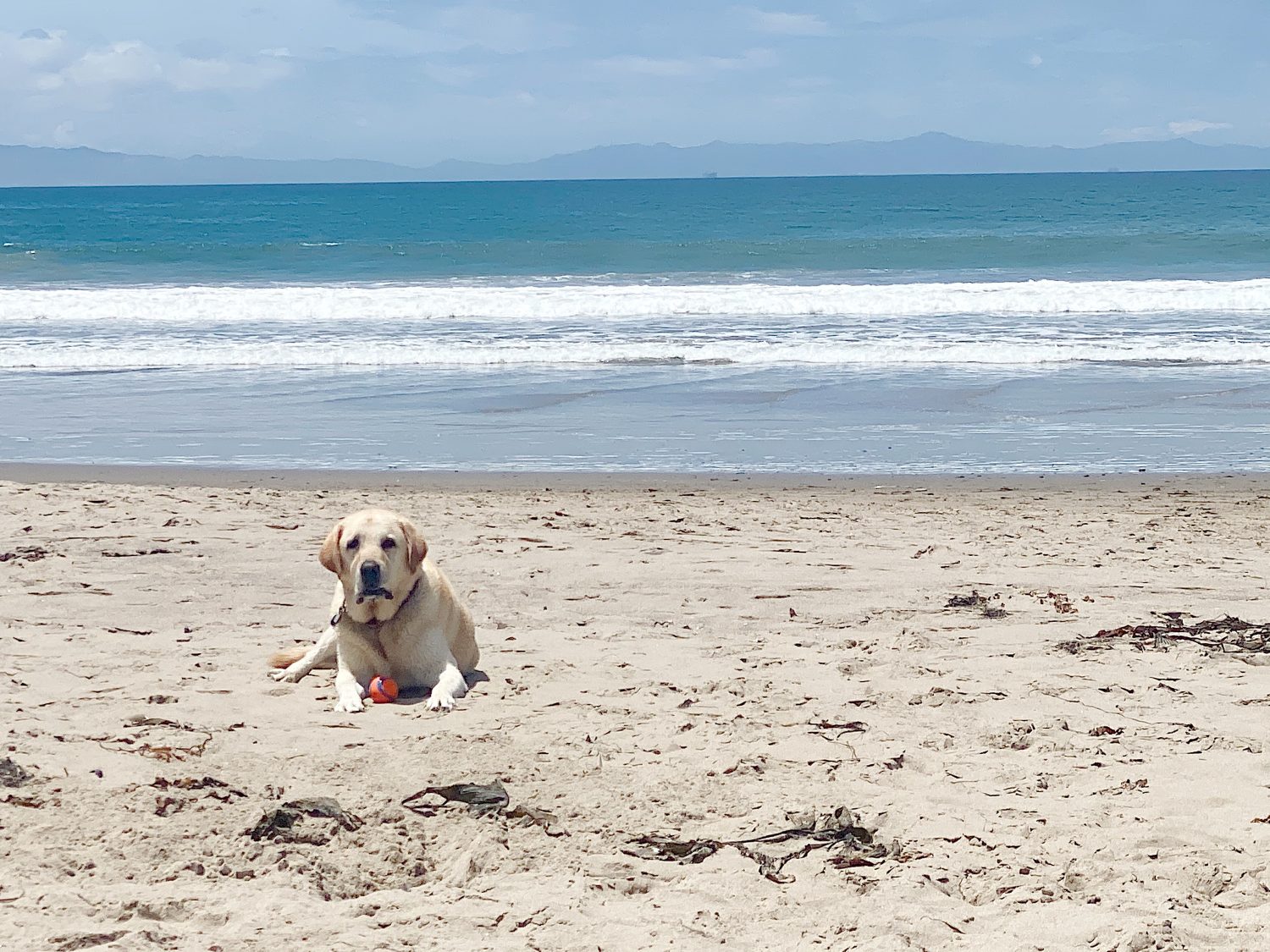 Yellow Labrador retriever lying on a sandy beach with an orange ball, ocean waves in the background.