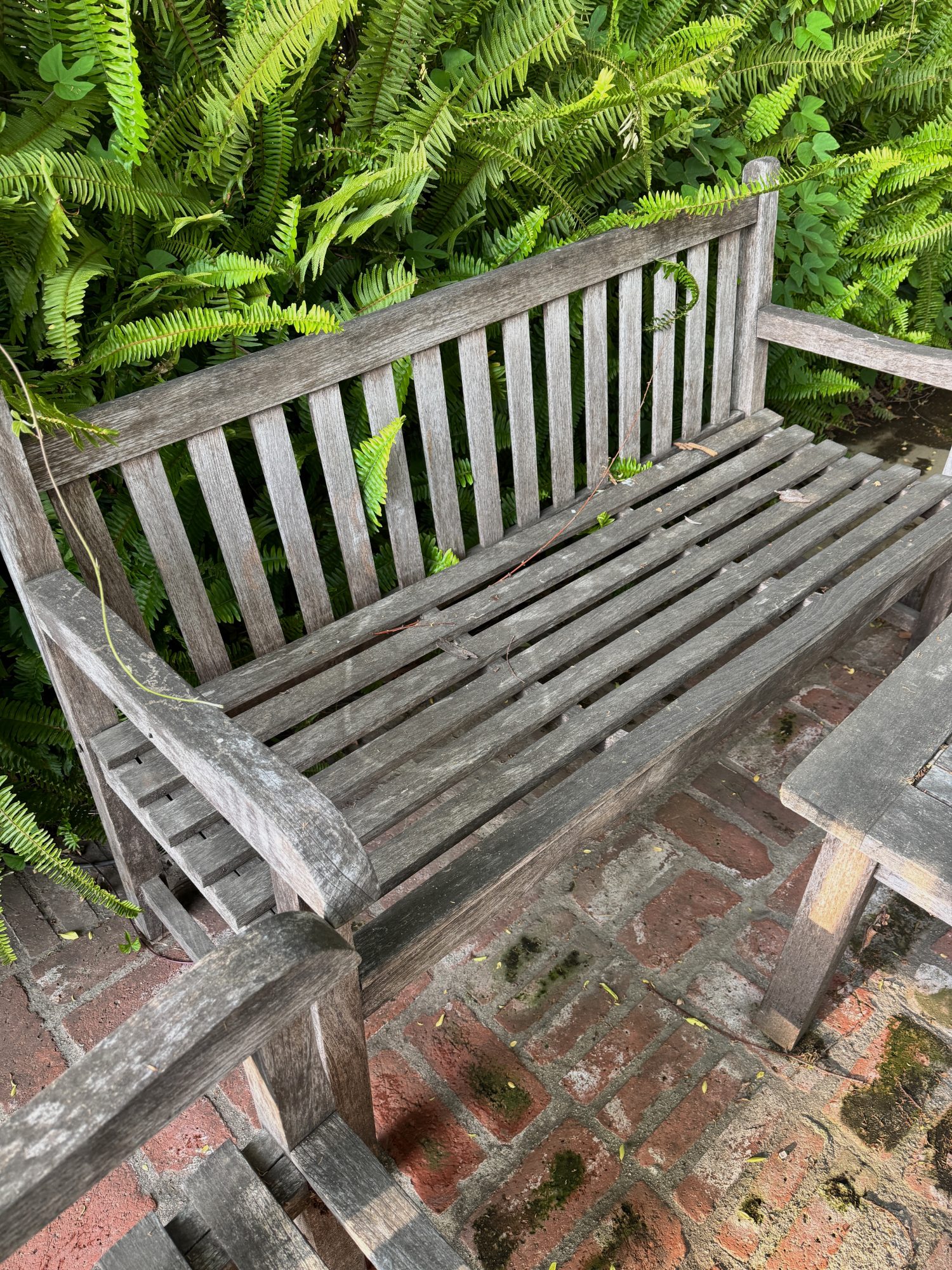 A weathered wooden bench sits on a brick patio, surrounded by green ferns and leafy plants.
