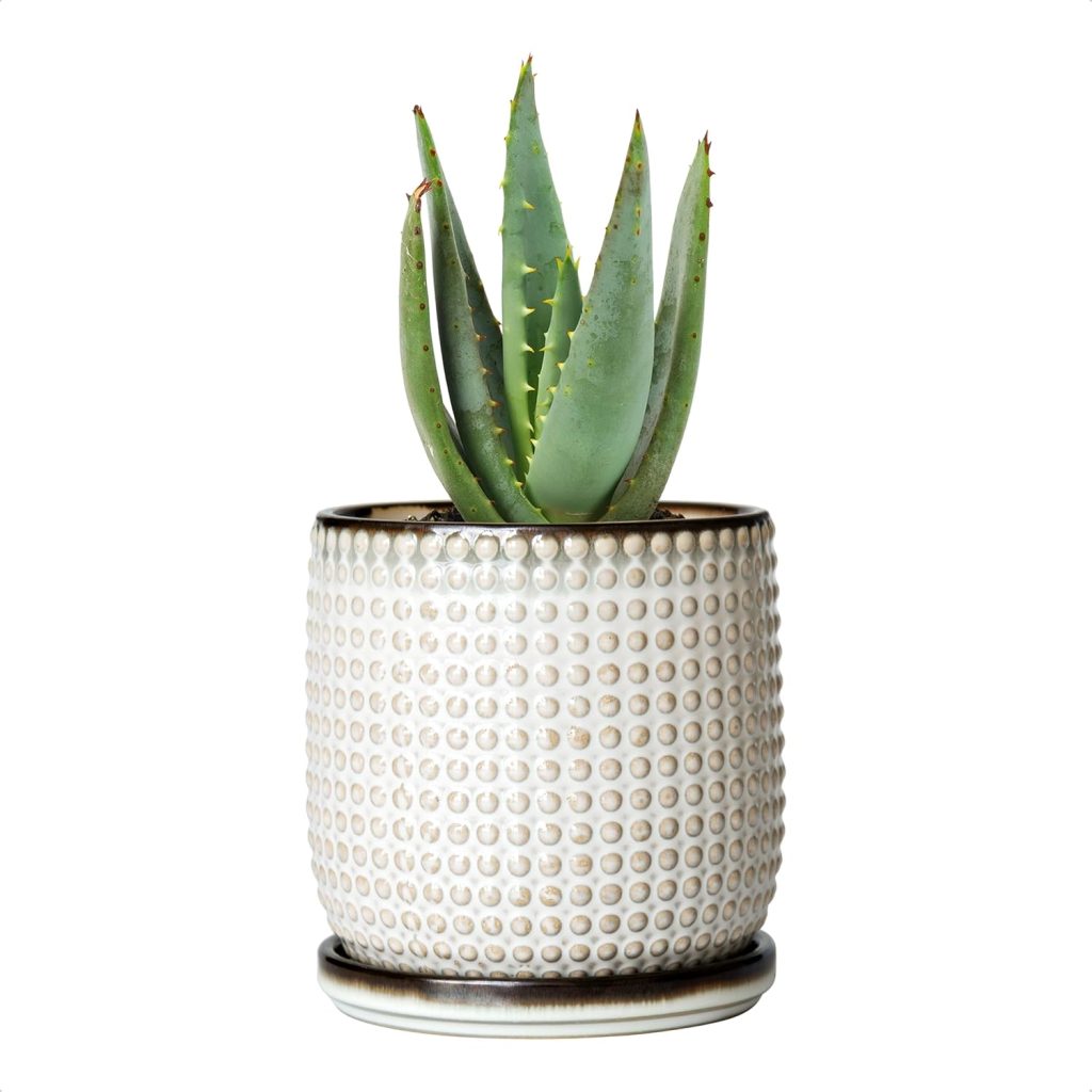 A green aloe vera plant in a textured white ceramic pot with a matching saucer, set against a plain white background—perfect for pairing with your favorite succulent wreath decor.