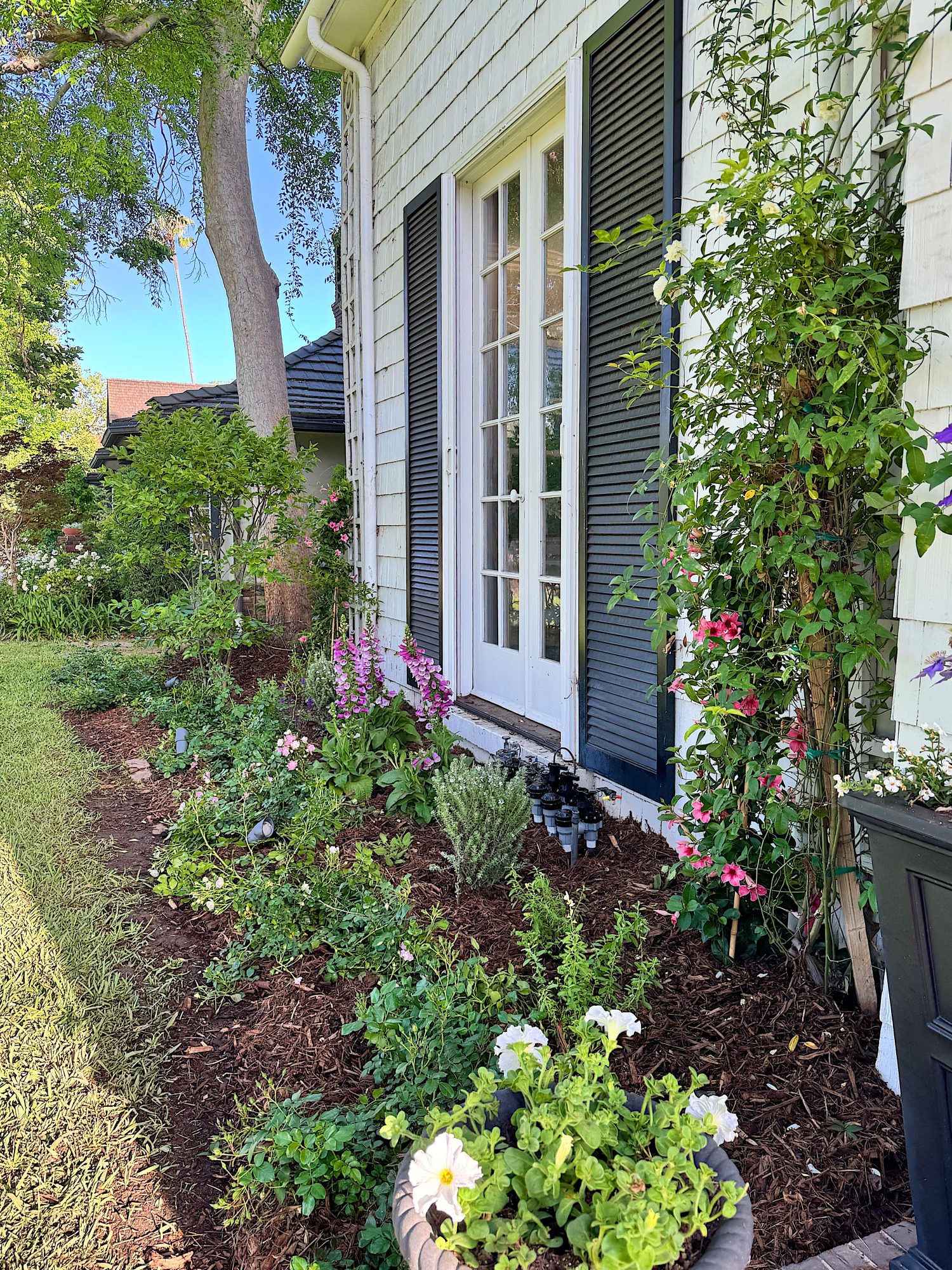 A garden bed with various flowering plants and mulch runs alongside a house with white siding and black shutters, next to glass French doors.
