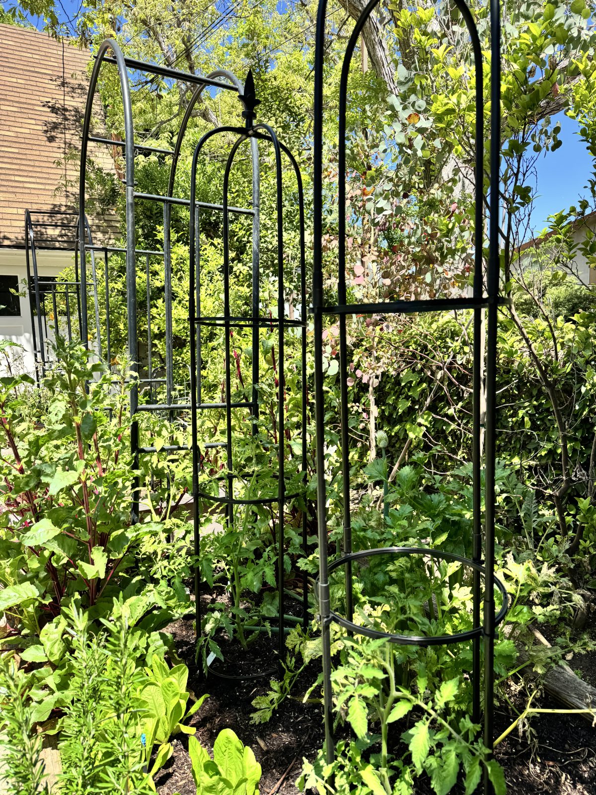Black metal garden trellises stand among various green plants and vegetables in a sunny garden with trees and a house in the background.