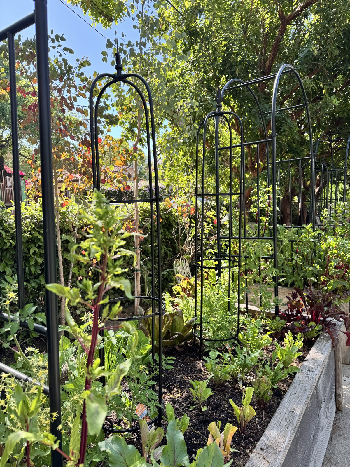 Raised garden beds with metal trellises, various leafy vegetables, and greenery growing under bright sunlight. Trees and shrubs are visible in the background.