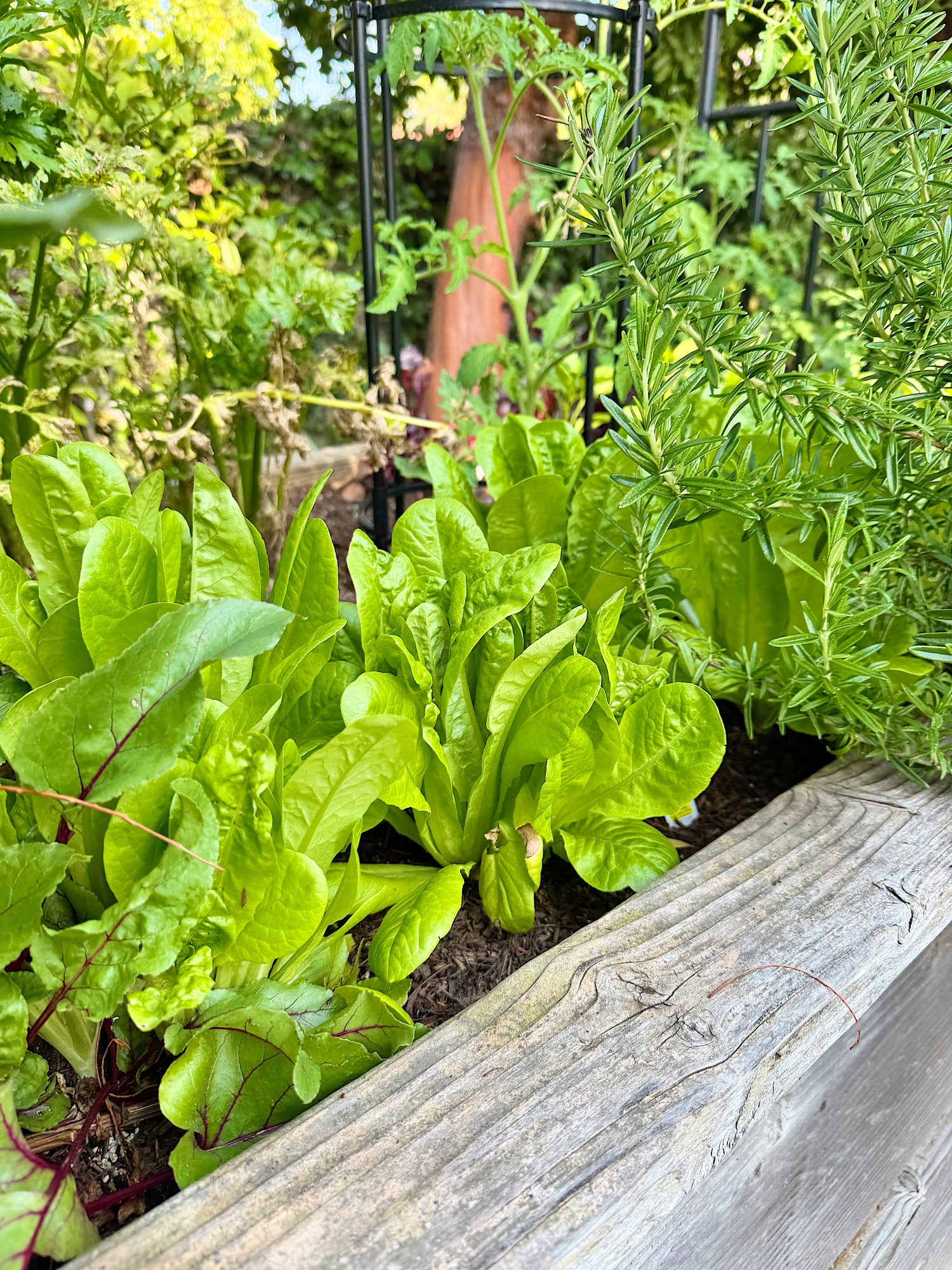 A wooden garden bed with leafy green vegetables and herbs, including lettuce, rosemary, and tomato plants growing outdoors.