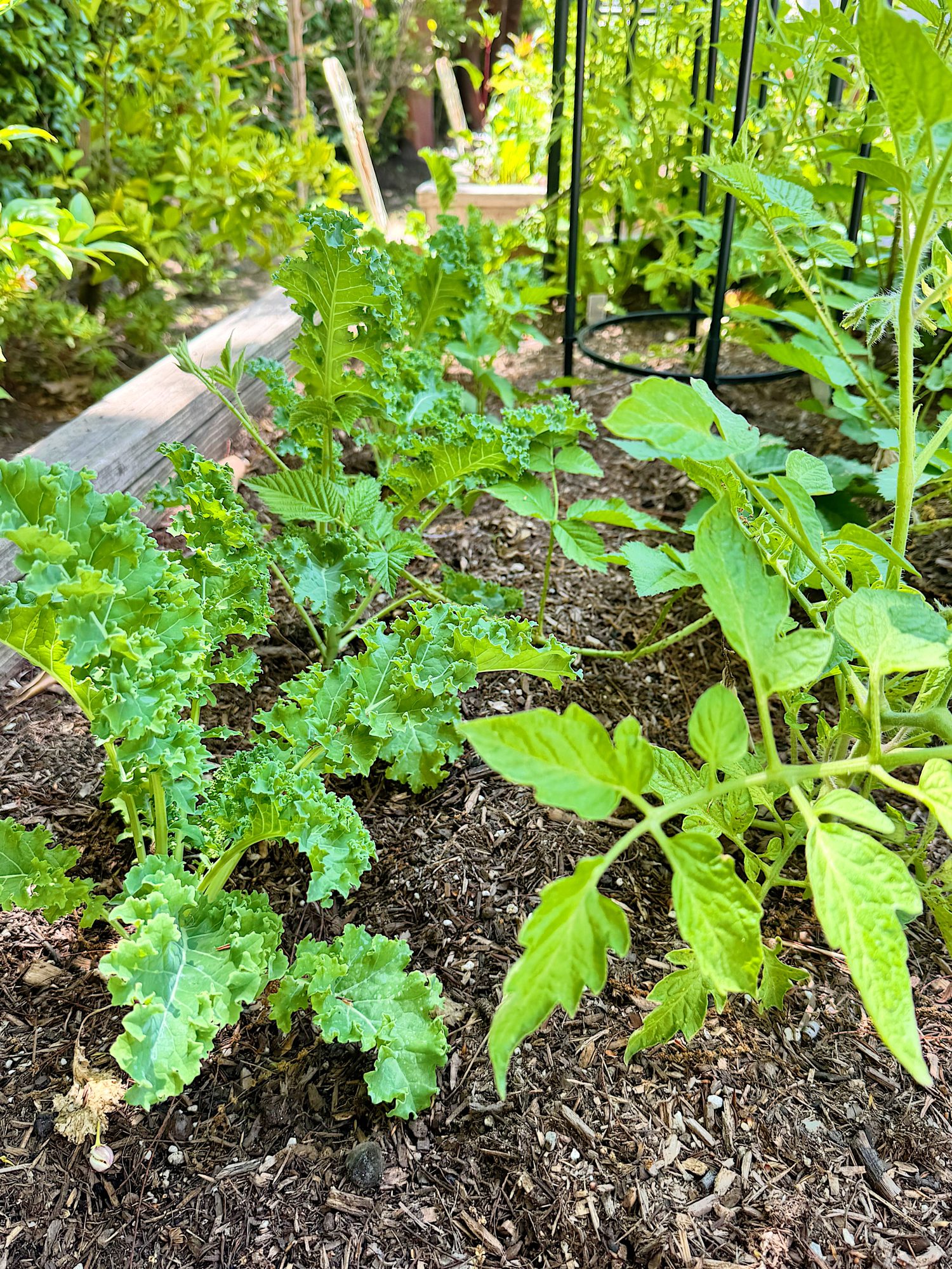 Close-up of a garden bed with curly kale and tomato plants growing in soil, surrounded by wooden planks and lush green foliage.