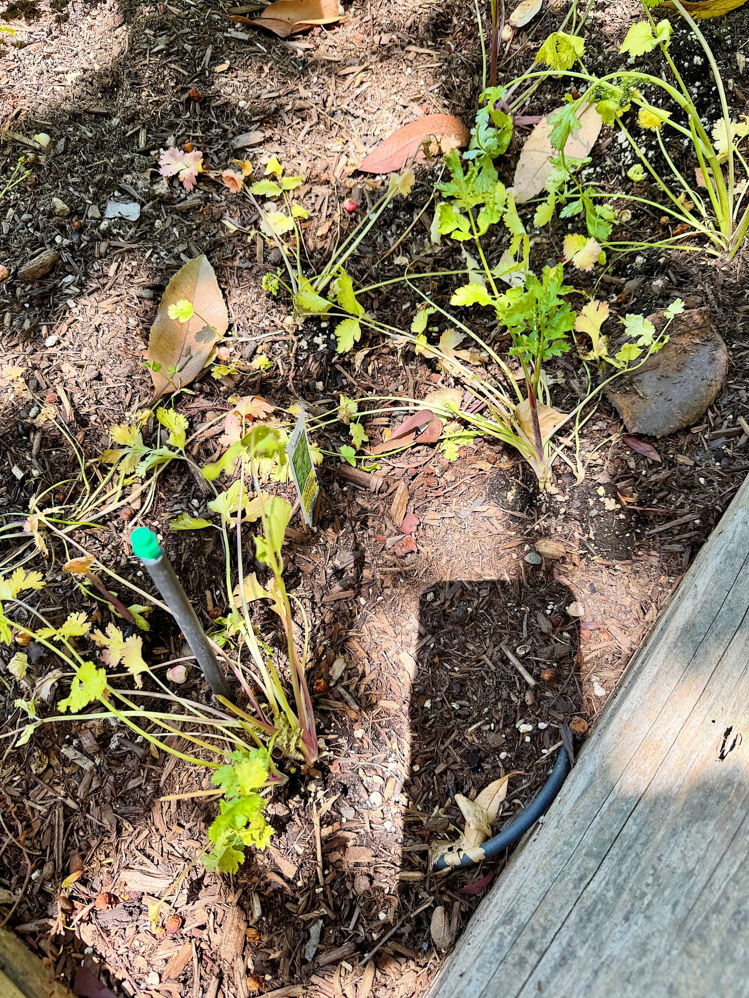 Several small, wilting cilantro plants growing in a garden bed with soil, mulch, fallen leaves, and irrigation tubing visible.