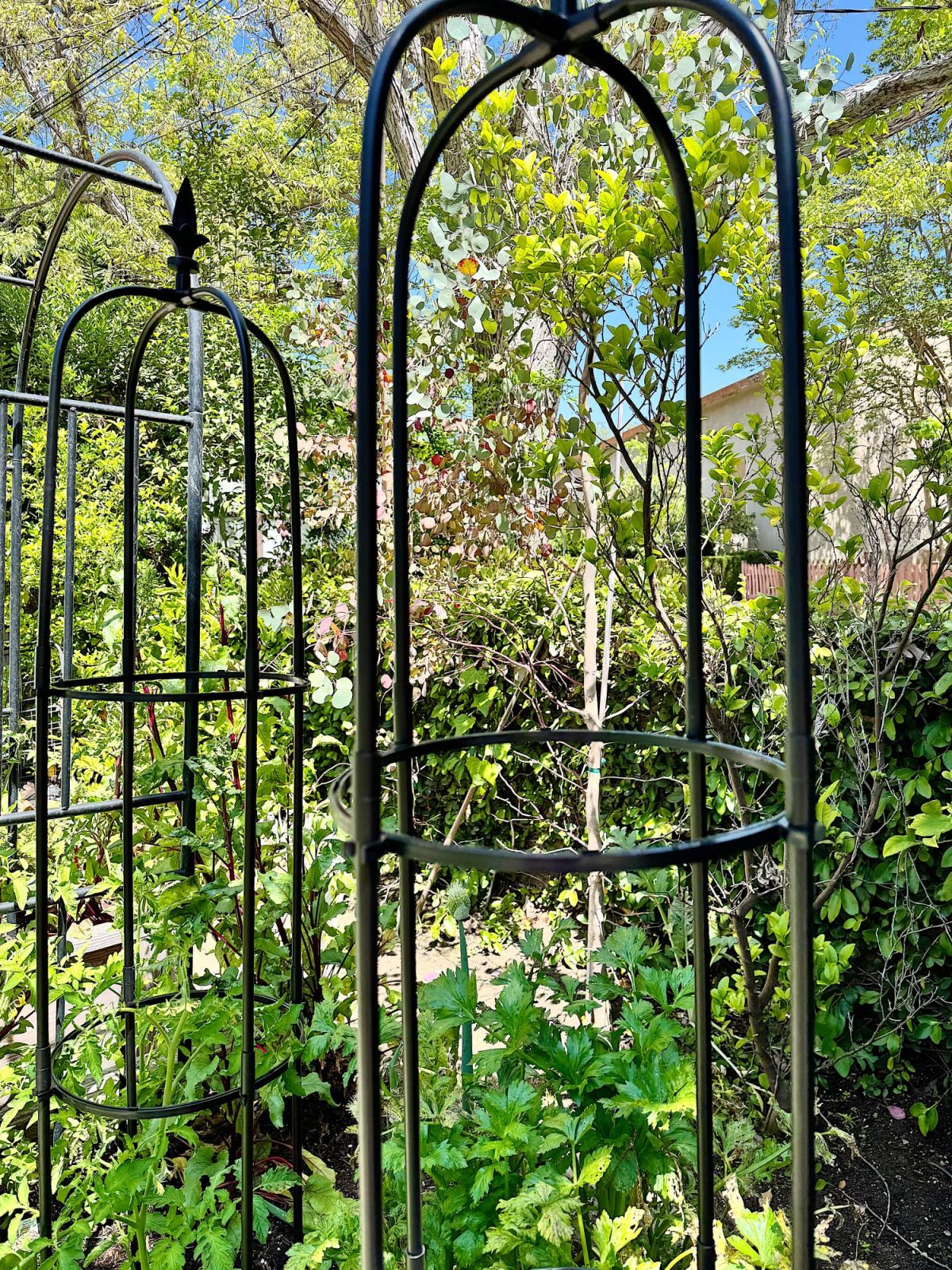 Two black metal plant supports stand among leafy green plants in a sunlit garden, with trees and a house visible in the background.