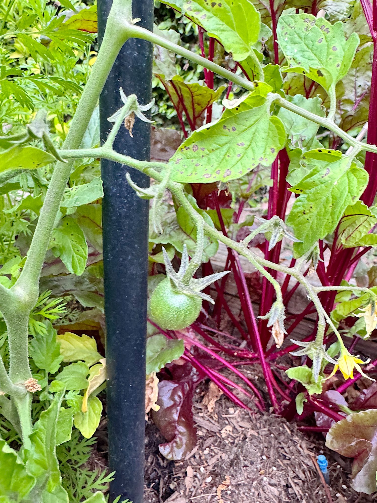 A green tomato growing on a vine supported by a black stake, surrounded by leafy plants and red stems in a garden bed.