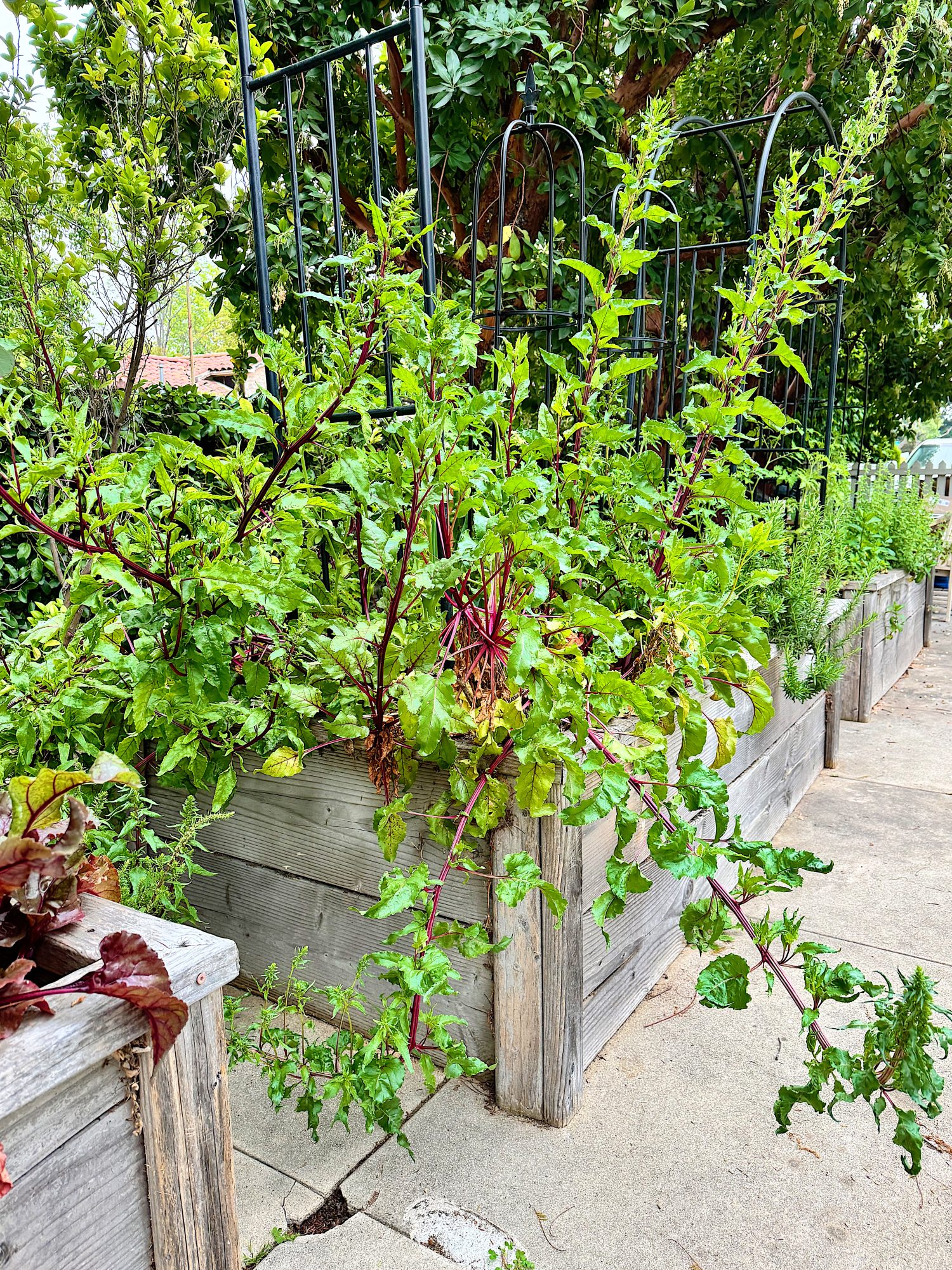Raised wooden garden beds with lush green leafy plants and red stems, some spilling over the sides onto a paved walkway, surrounded by trees and trellises.