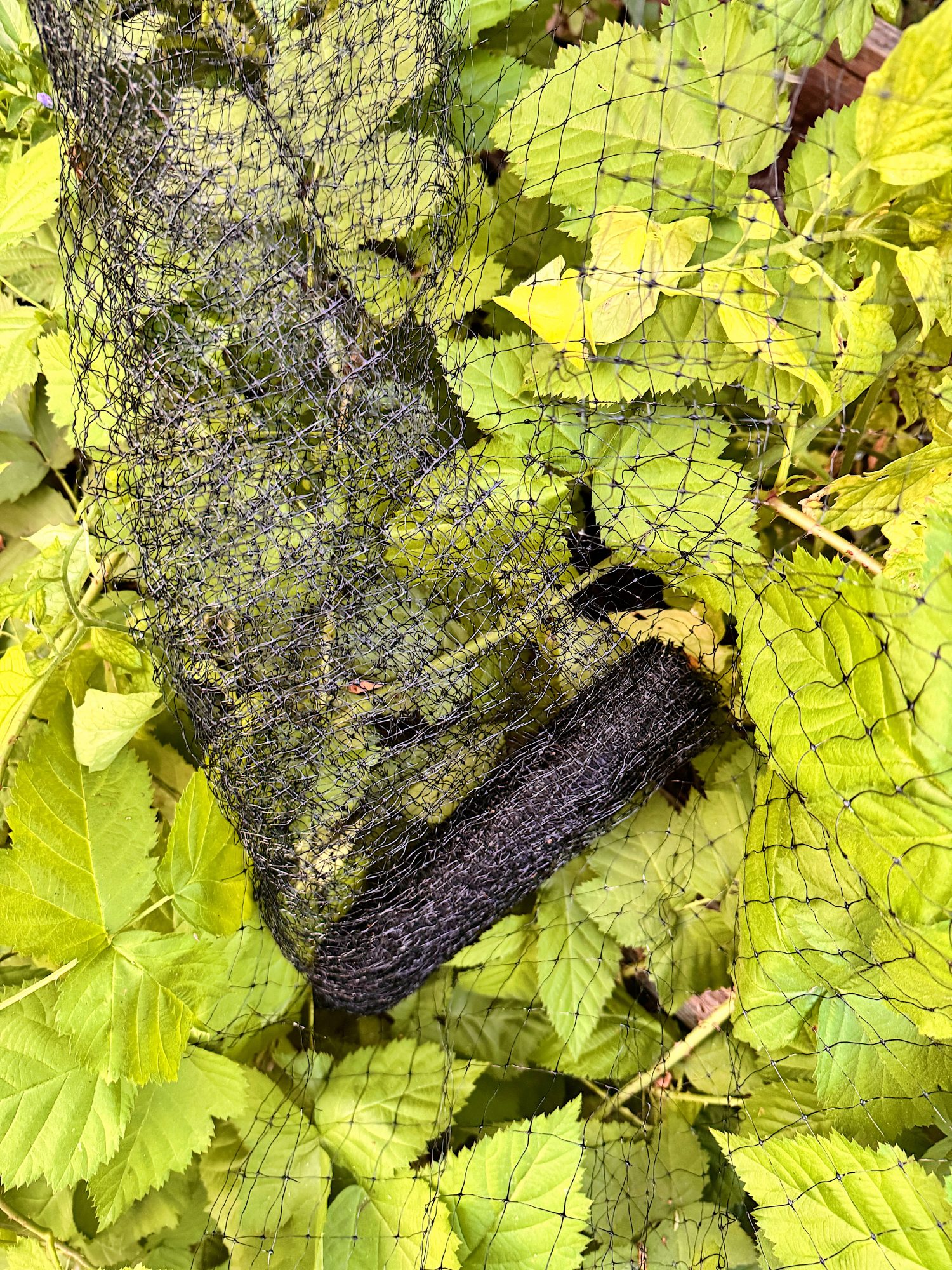 A roll of black garden netting lies on top of green leafy plants.