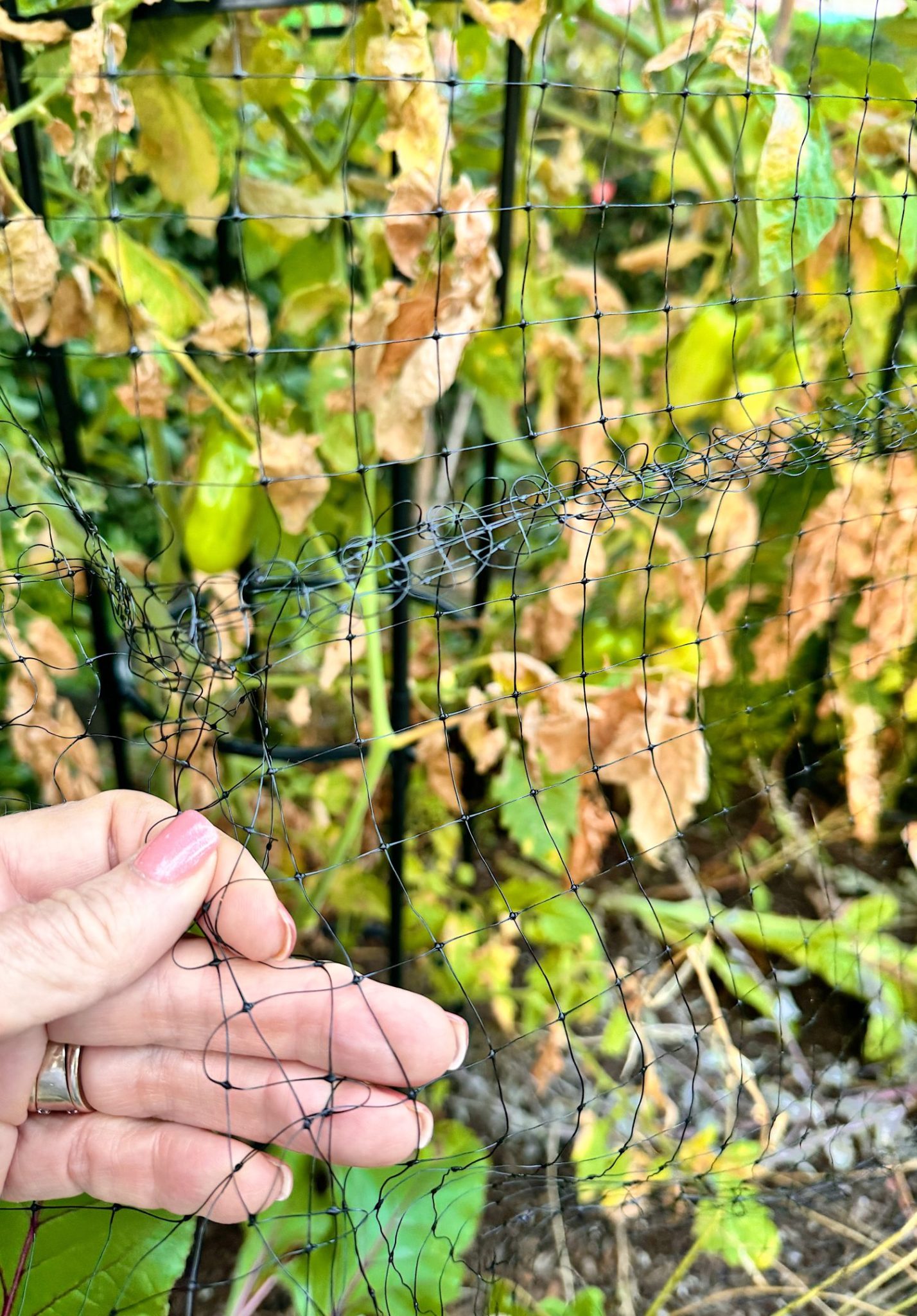 A hand holds up a section of torn black garden netting in front of leafy plants, some with brown, wilted leaves.