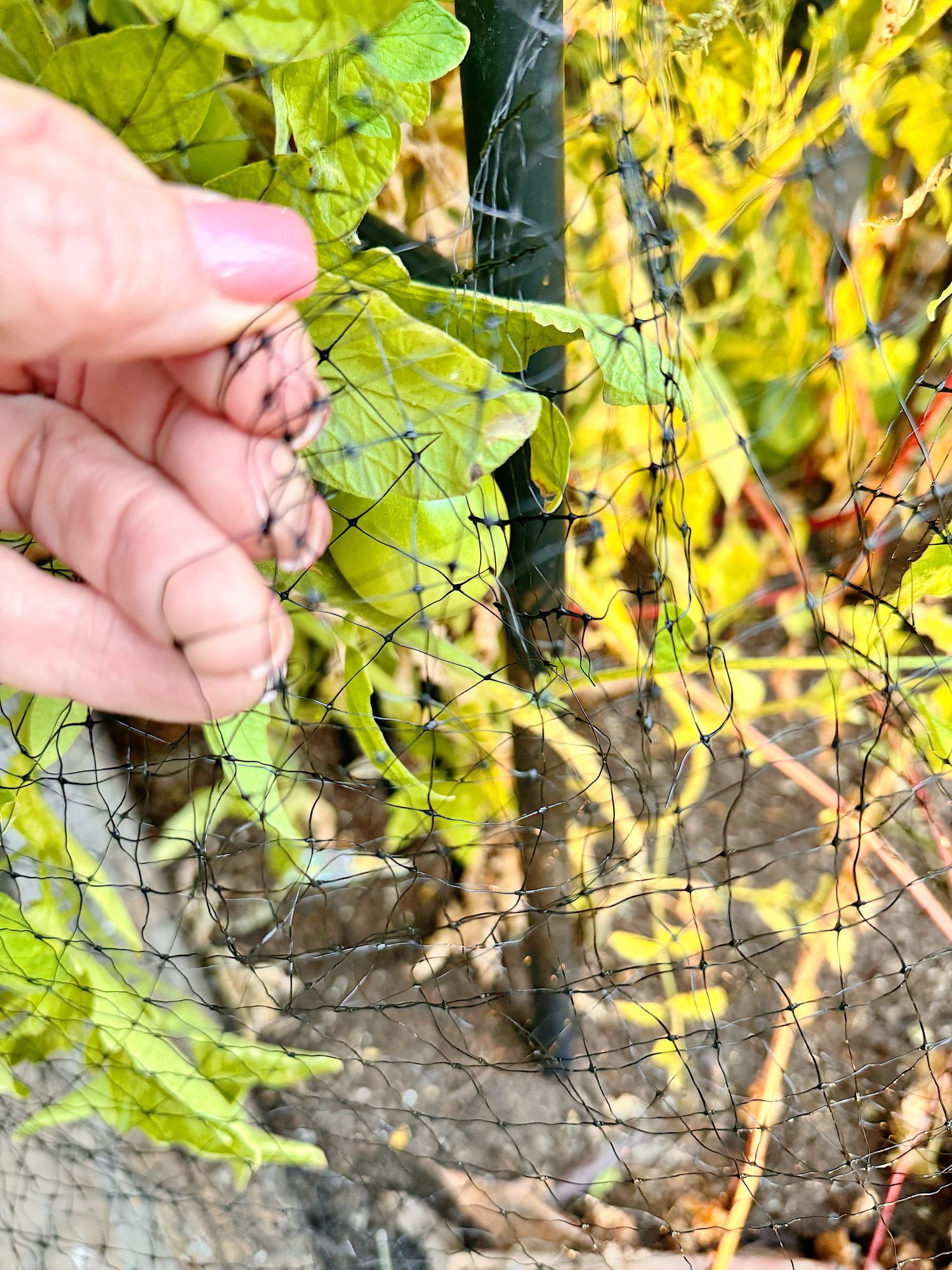 A hand with pink nail polish holds a section of black garden netting near green plants and soil in an outdoor setting.