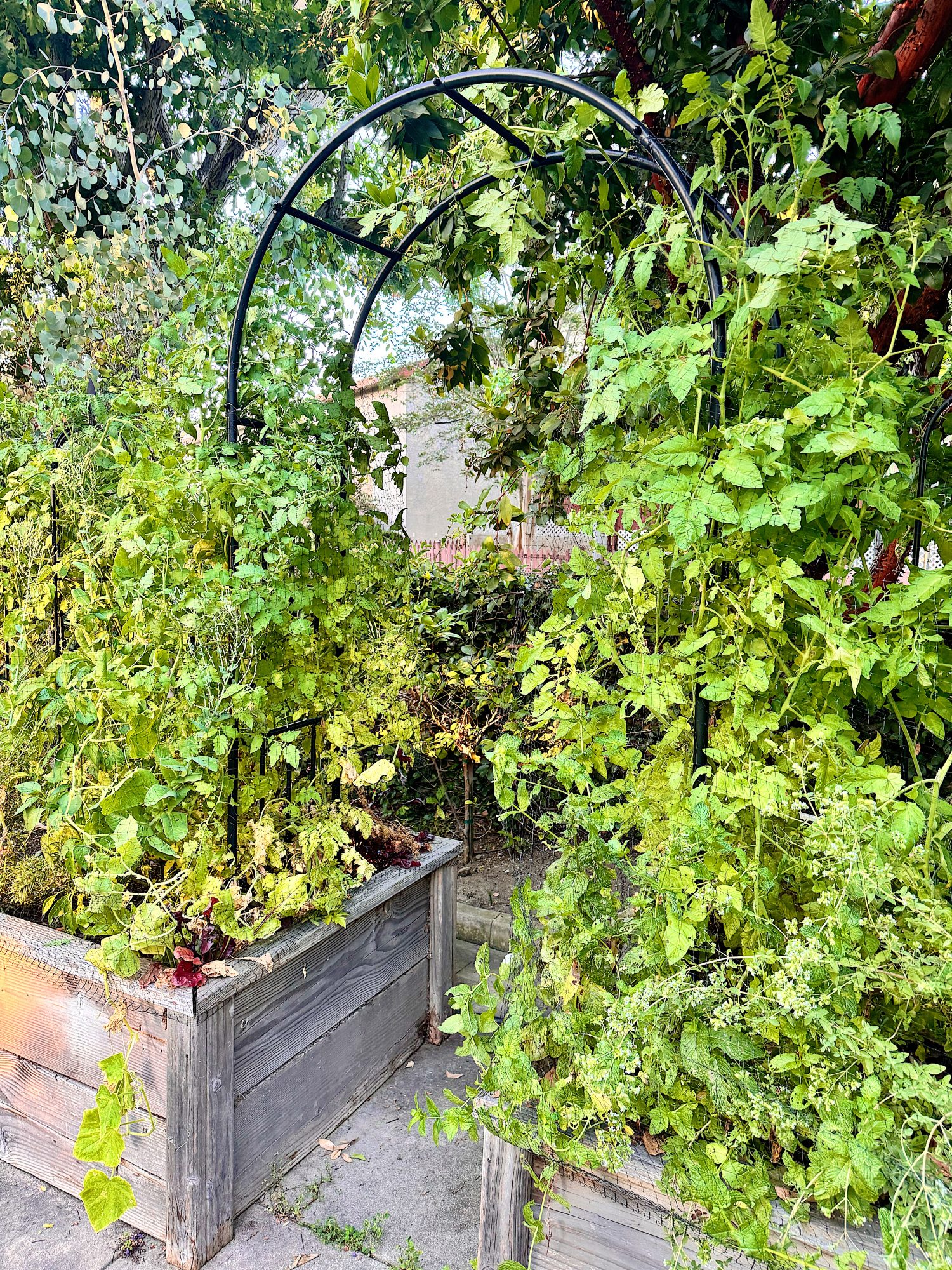 Two raised wooden garden beds with lush green plants growing up and around a black metal arch, set outdoors with trees in the background.