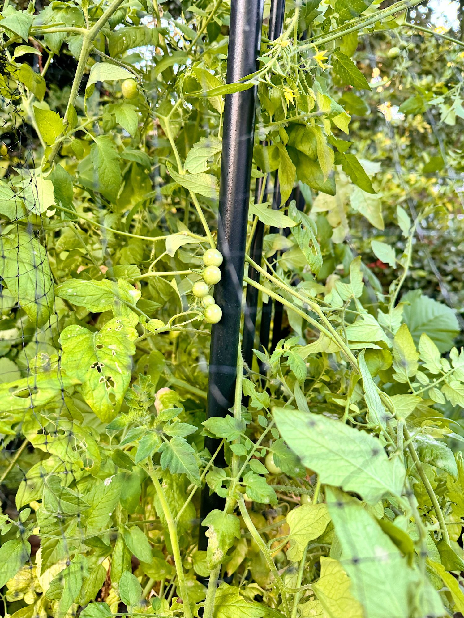 Green unripe tomatoes growing on a vine with abundant leaves, supported by a black garden stake and surrounded by protective netting.