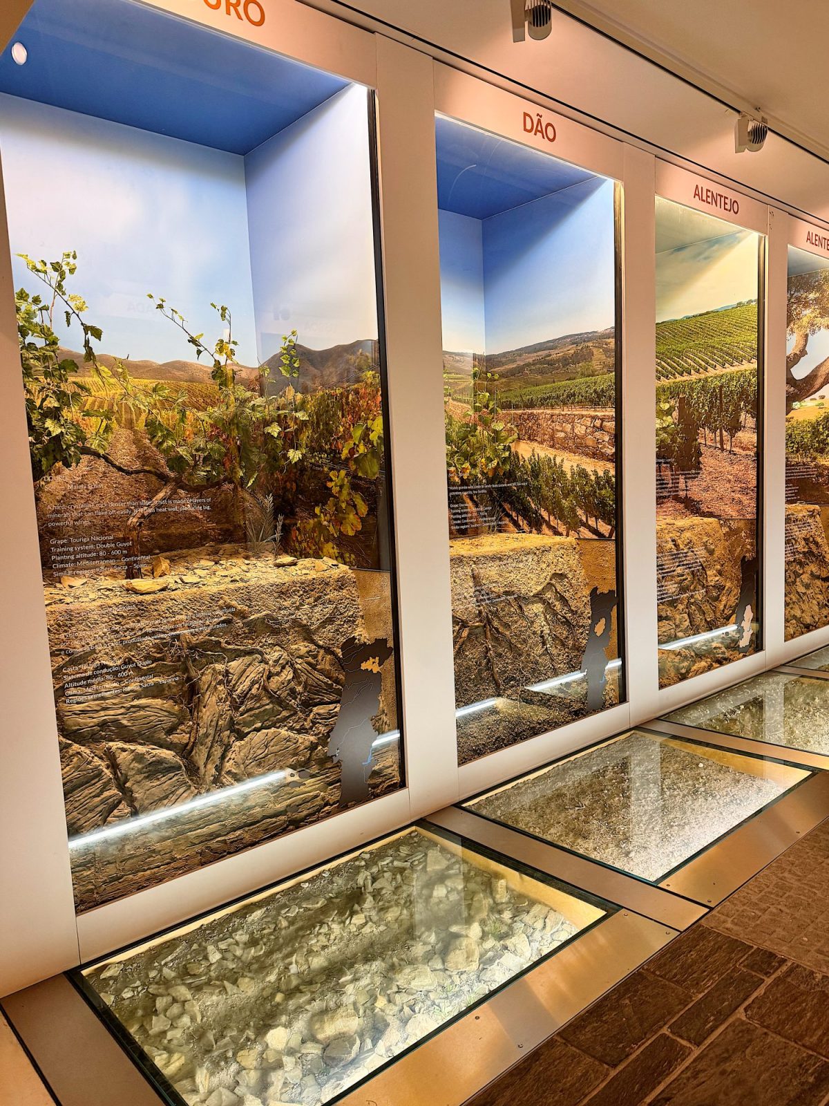 Three dioramas display different vineyard landscapes and corresponding soil cross-sections under glass floors, labeled Douro, D&atilde;o, and Alentejo in a museum or exhibit setting.