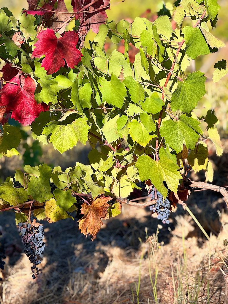 A grapevine with clusters of dark grapes, green leaves, and a few red leaves growing in sunlit soil.