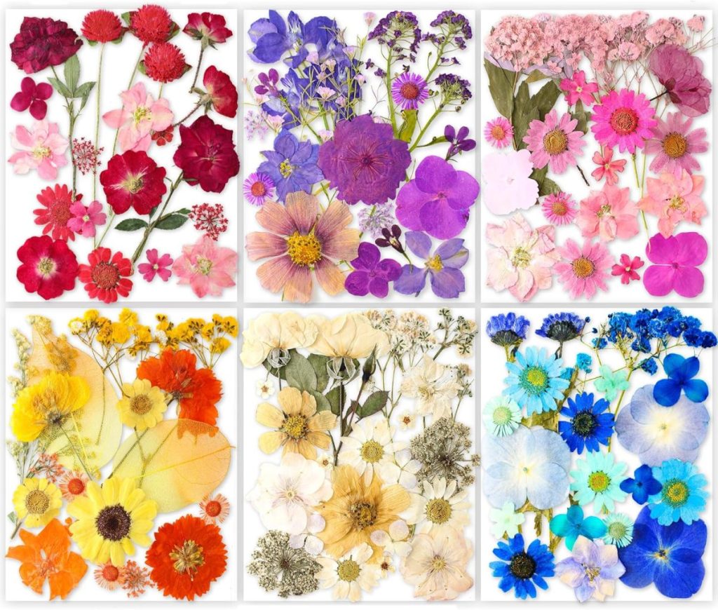A grid of six squares, each filled with pressed flowers arranged by color—red, purple, pink, yellow, white, and blue—resembles delicate glass ornaments on display.